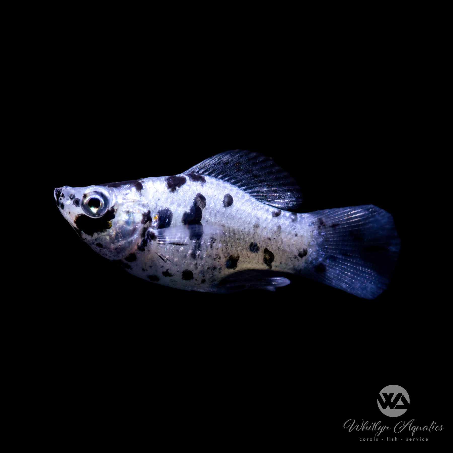 Dalmatian Molly Fish (Poecilia latipinna) - Live Freshwater Aquarium Fish for Tanks & Ponds | Perfect for Community Aquariums & Beginner Fish Keepers