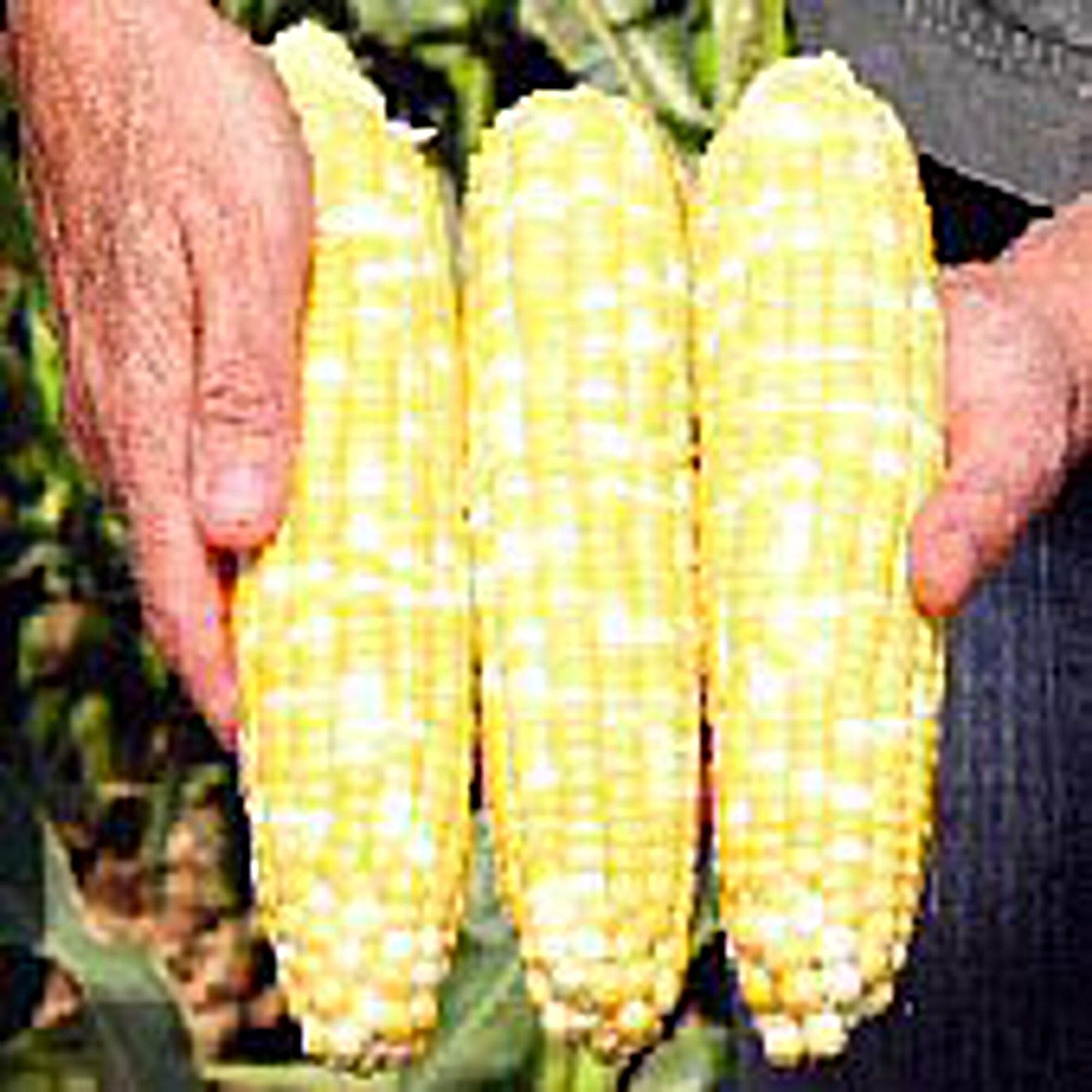 Premium Non-GMO Heirloom Corn Seeds (25+ Seeds Pack) - Organic Vegetable Garden Planting for Homegrown Sweet Corn | Perfect for Backyard Gardening, Farmers Market & Sustainable Farming