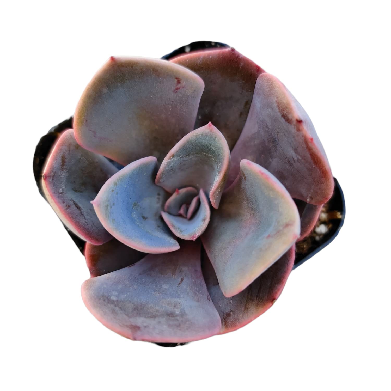 Live Succulent Cactus Plants - Echeveria Dusty Rose in 2 Inch Pot | Indoor Home Decor, Office Desk Plant, Gift for Plant Lovers