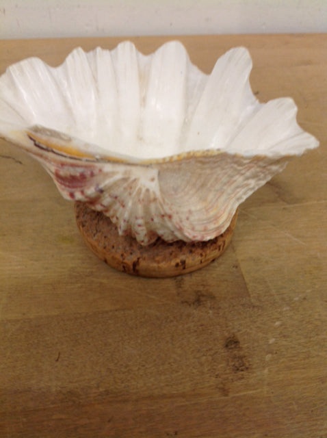 6-Piece Shell On Cork Coasters Set - Natural Cork Drink Coasters for Home, Bar, and Office - Absorbent and Durable for Hot & Cold Beverages - Perfect for Dining Tables, Coffee Shops, and Parties