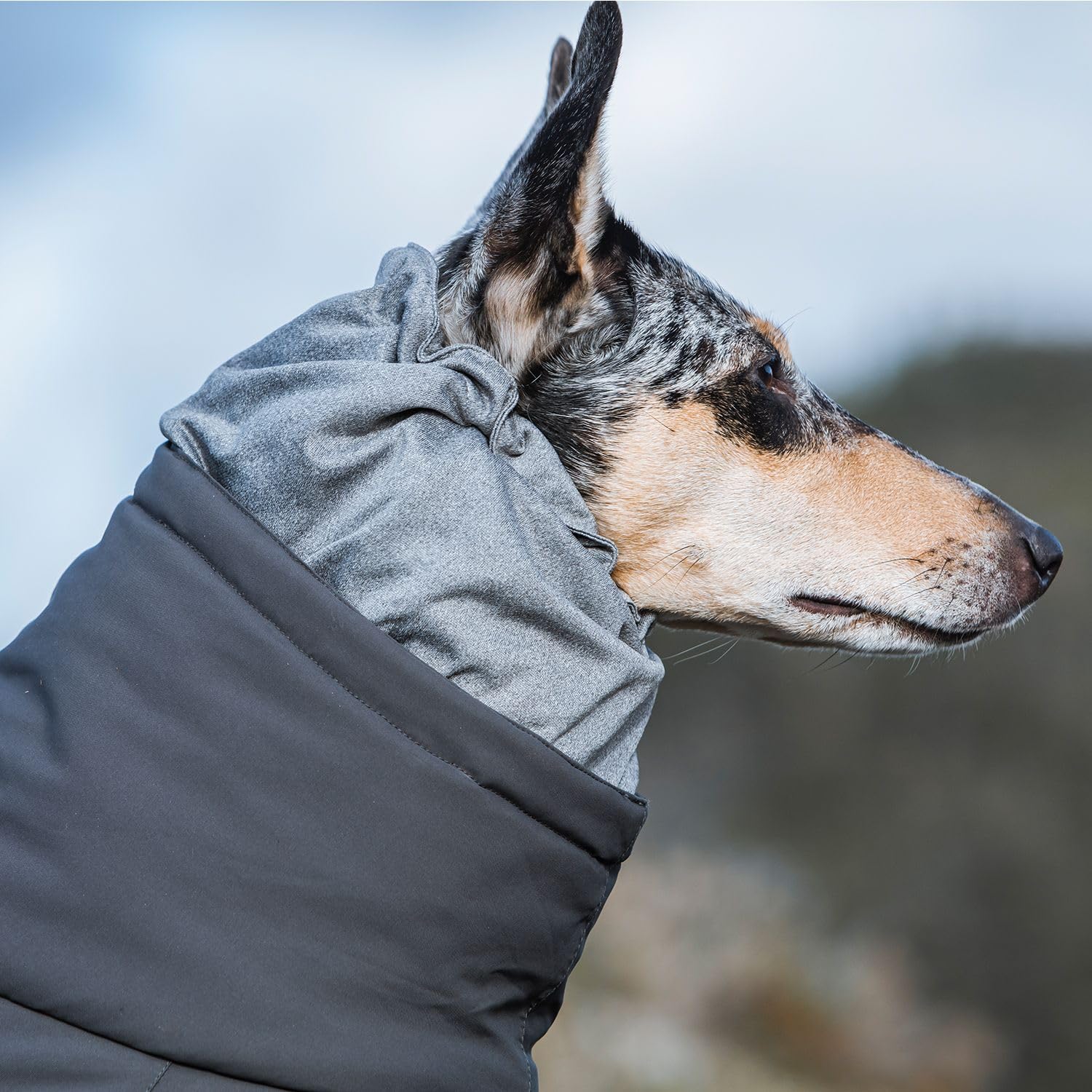 Hurtta Extreme Overall Dog Snowsuit - Waterproof Winter Coat for Large Dogs (Size 20M, BlackBerry) - Ideal for Snowy Adventures & Cold Weather Protection