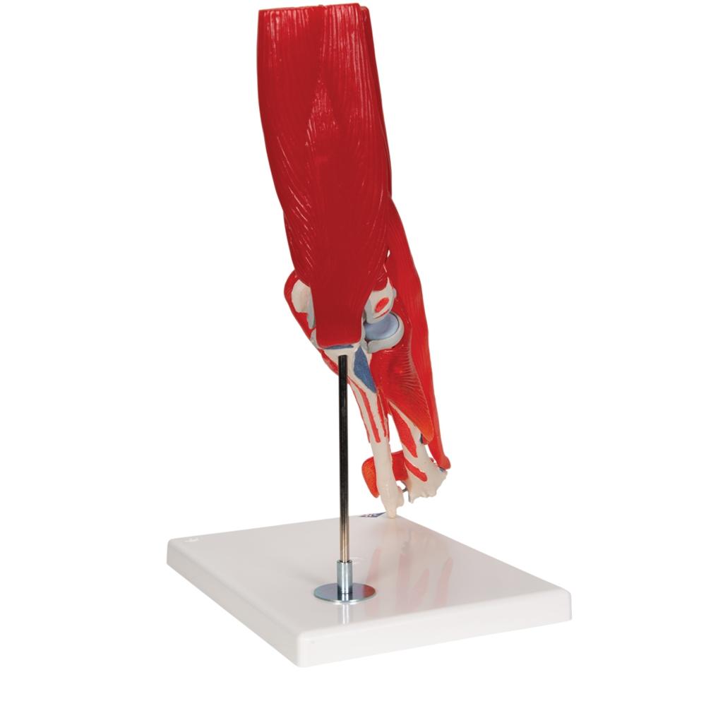 8-Part Elbow Joint with Muscles Model - Detailed Human Anatomy Study Tool for Medical Students & Professionals
