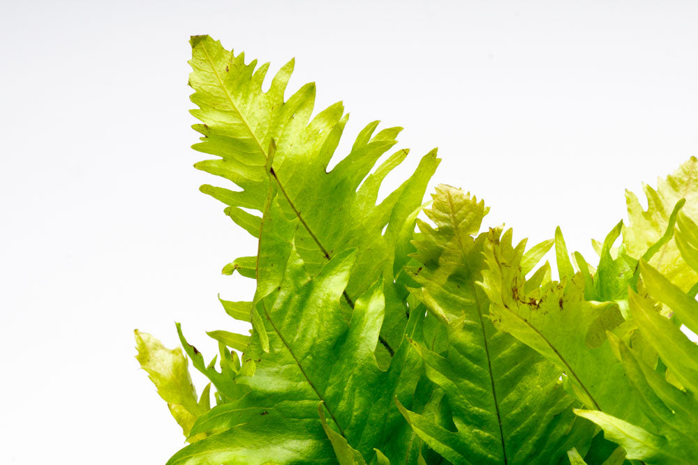 Microsorum Pteropus Sunrise Mat - Live Aquatic Java Fern Plant for Freshwater Aquariums | Perfect for Fish Tanks, Aquascaping & Low-Light Planted Aquariums