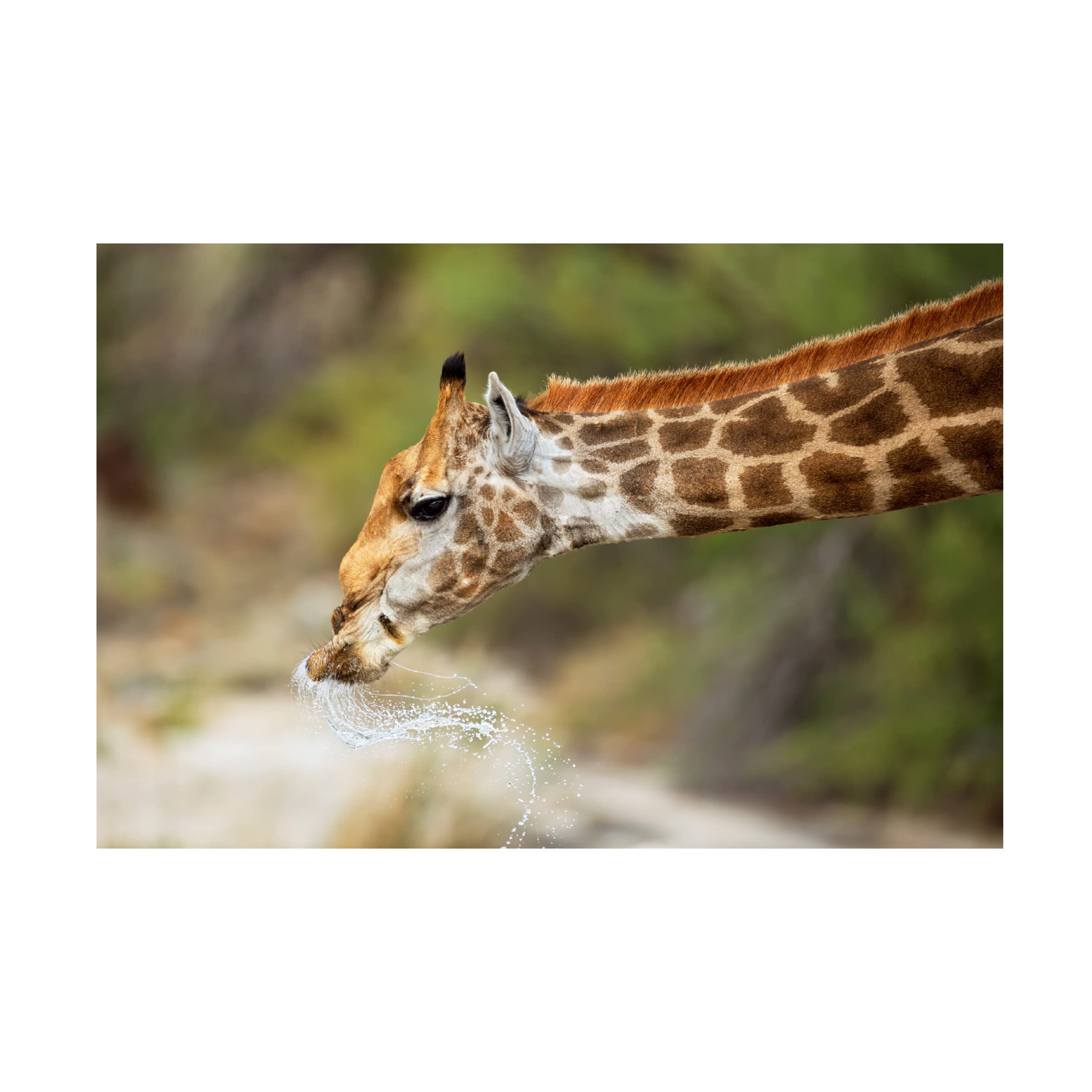 Trademark Fine Art 'Just A Drink' Canvas Wall Art by Marco Pozzi - Perfect for Living Room, Bedroom & Office Decor