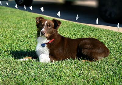 eXtreme Dog Fence® Pro Grade DIY In-Ground Electric Dog Fence Kit - 3000 FT 14 Gauge Boundary Wire for 10 Acre Coverage | Safe Pet Containment System for Large Yards & Rural Properties