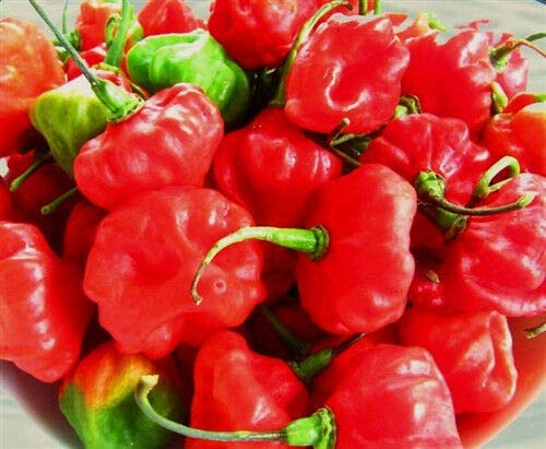 Aji Dulce Pepper Seeds - Cuban Sweet Chili (50 Seeds) | Non-GMO, Heirloom Variety for Spanish & Caribbean Cooking | Perfect for Home Gardens, Salsas, and Traditional Dishes