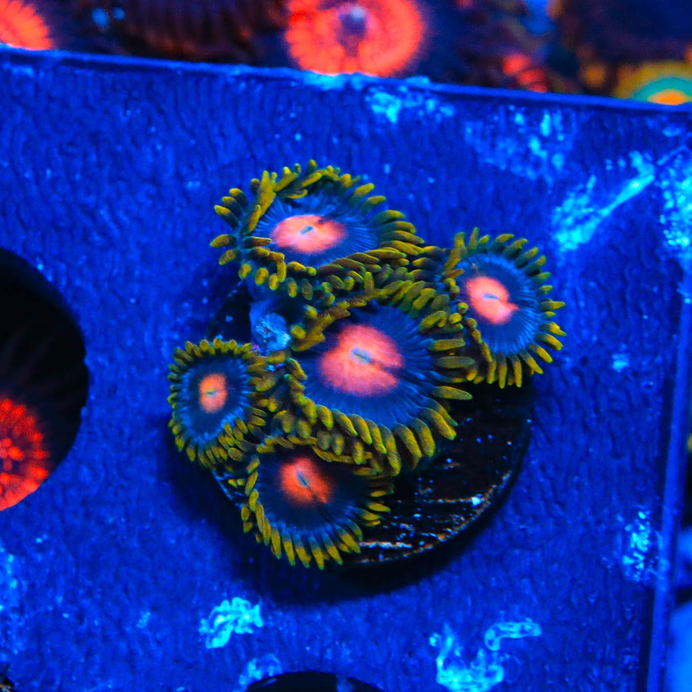Blow Pop Zoanthids Coral - Vibrant Saltwater Aquarium Coral for Reef Tanks | Perfect for Marine Aquascaping & Coral Frags