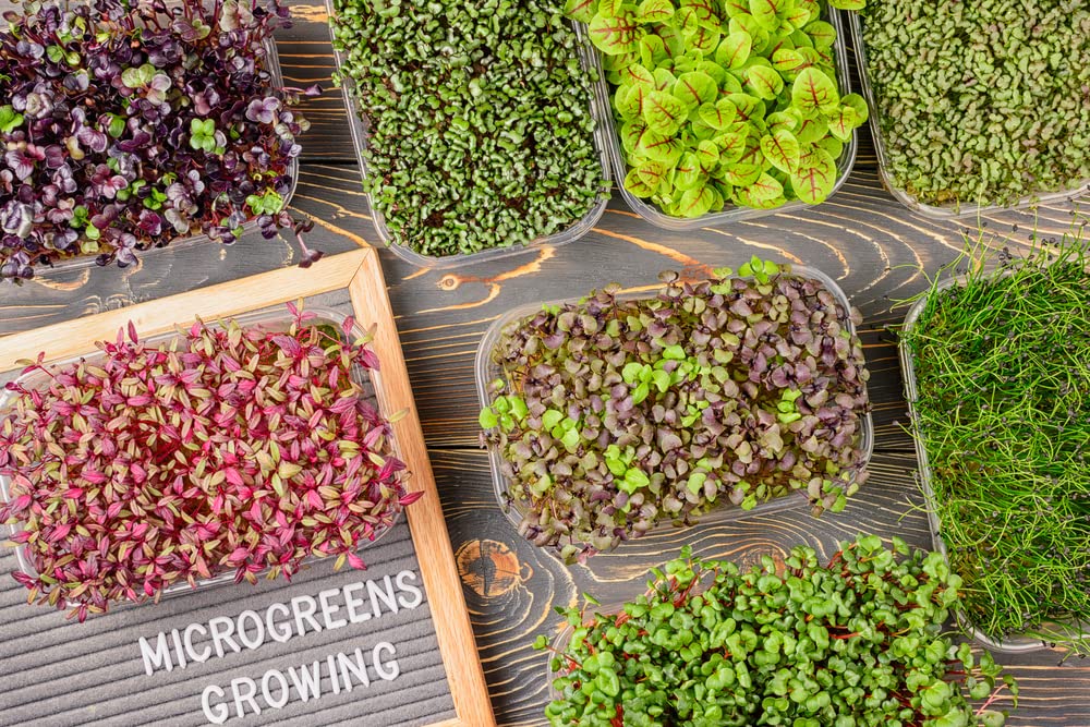 Premium Heirloom Salad Mix Microgreens Seeds for Planting - 300+ Non-GMO Seeds with 85-90% Germination Rate by Isla's Garden Seeds - Indoor & Outdoor Gardening, Perfect for Homegrown Salads & Healthy Eating