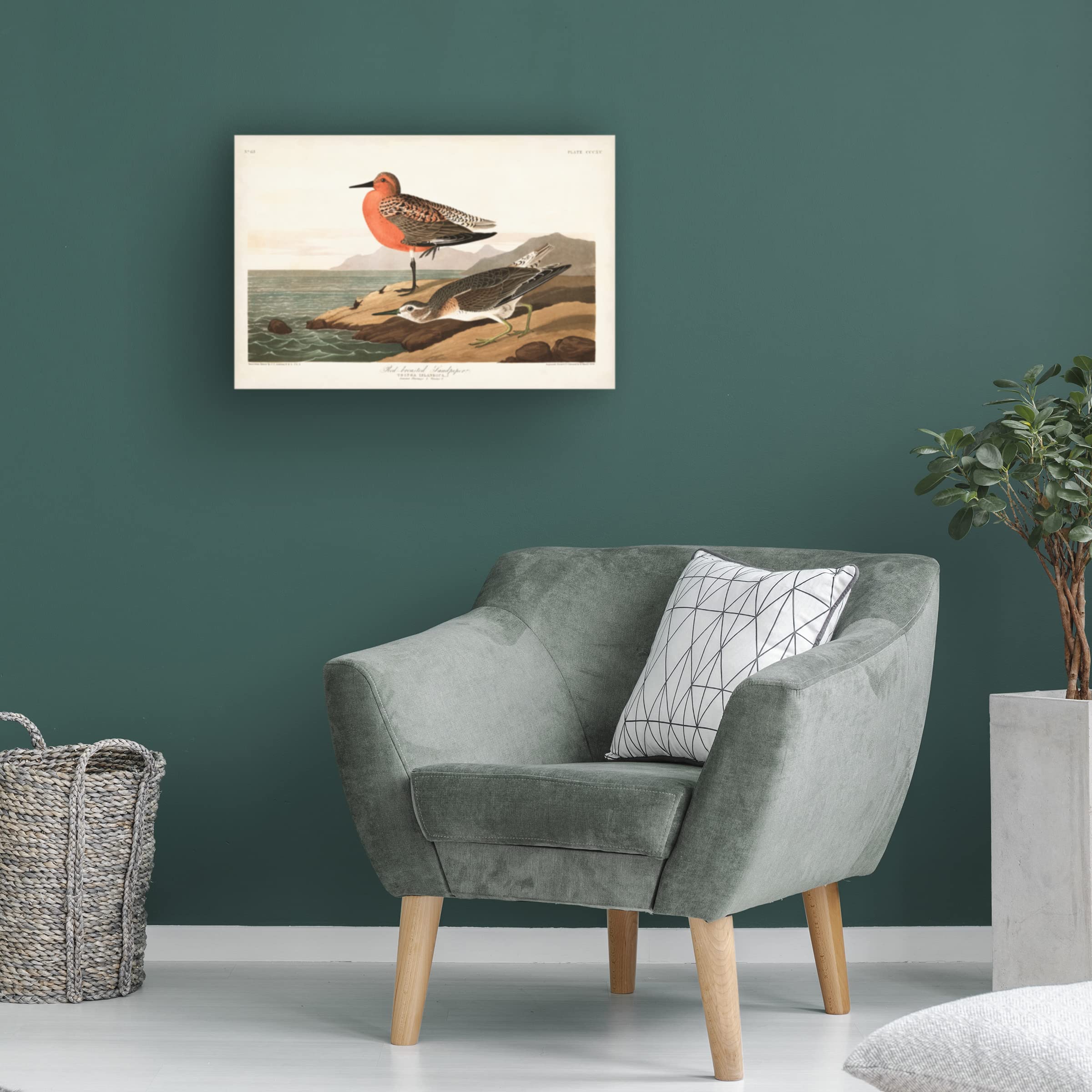 John James Audubon 'Red-breasted Sandpiper' Canvas Art Print 16x24 - Premium Wildlife Wall Decor for Living Room, Office & Nature Lovers