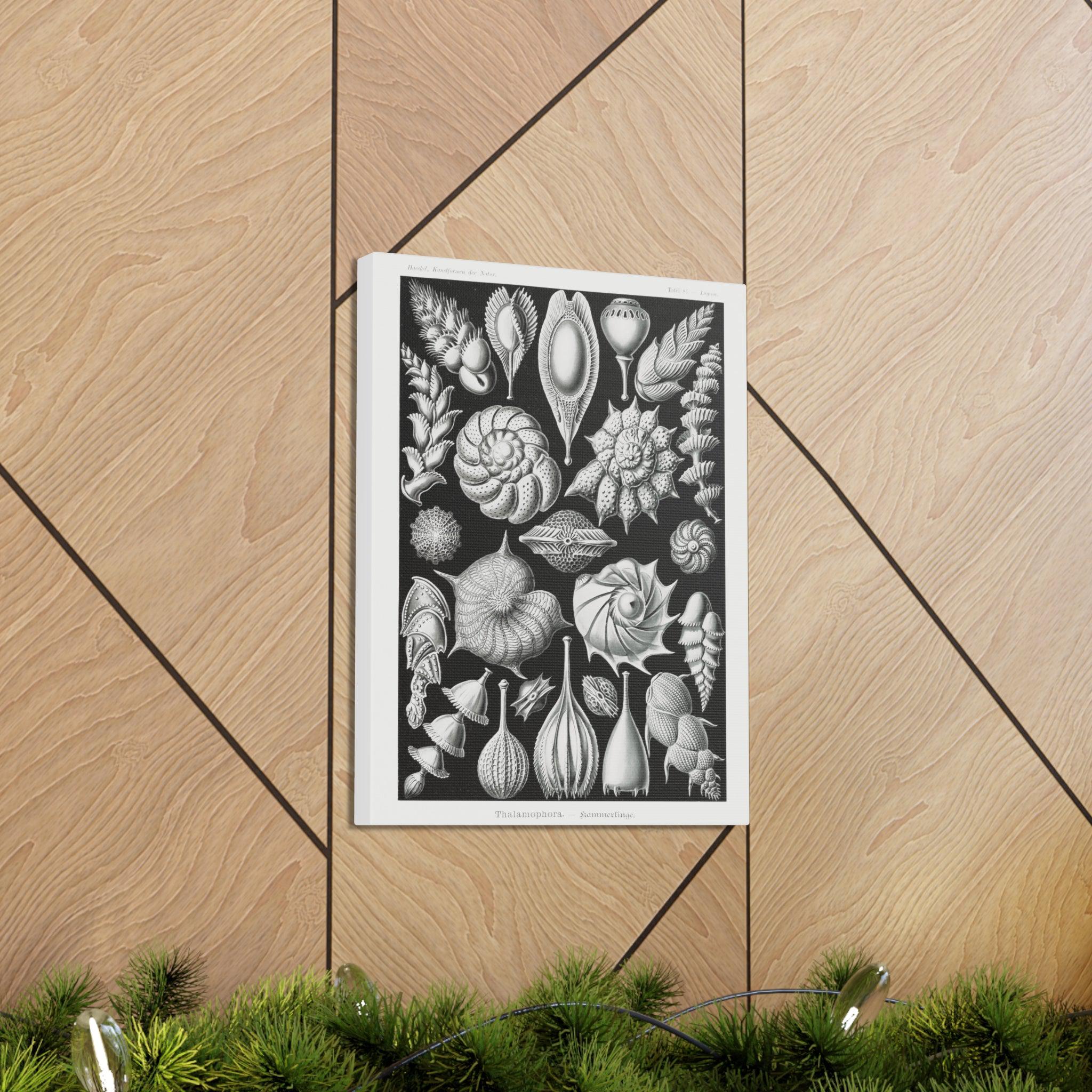 Ernst Haeckel Thalamophora Kammerlinge Art Print - Premium Canvas Wall Decor for Living Room, Bedroom & Office