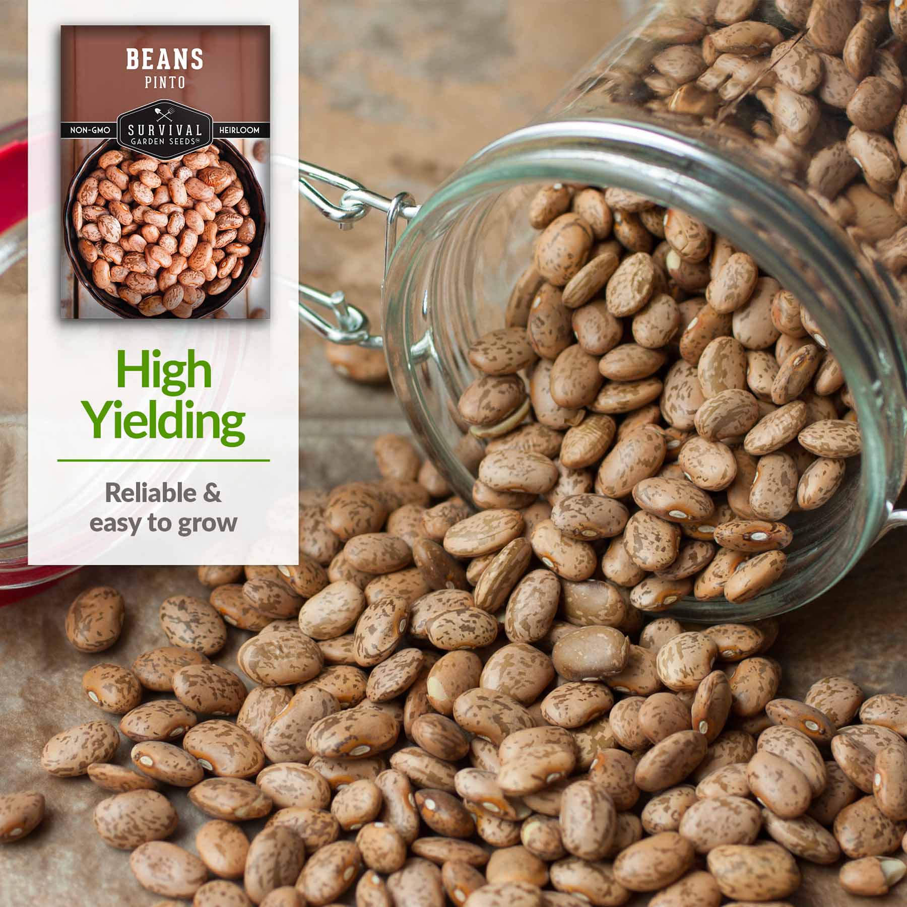 Organic Pinto Bean Seeds - Non-GMO, Heirloom Bush Beans for Planting - Perfect for Home Gardens, Cooking, and Healthy Recipes