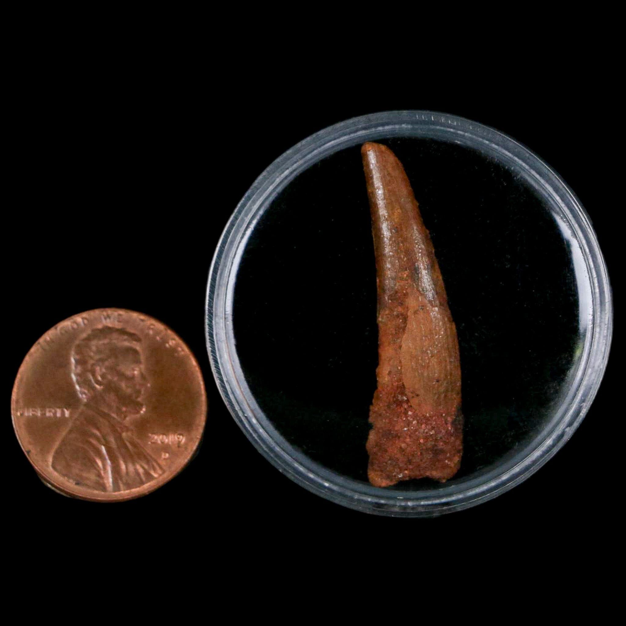 Authentic Pterosaur Coloborhynchus Fossil Tooth - Upper Cretaceous Era - Morocco Origin with COA - Rare Collectible Display Piece for Paleontology Enthusiasts & Home Decor