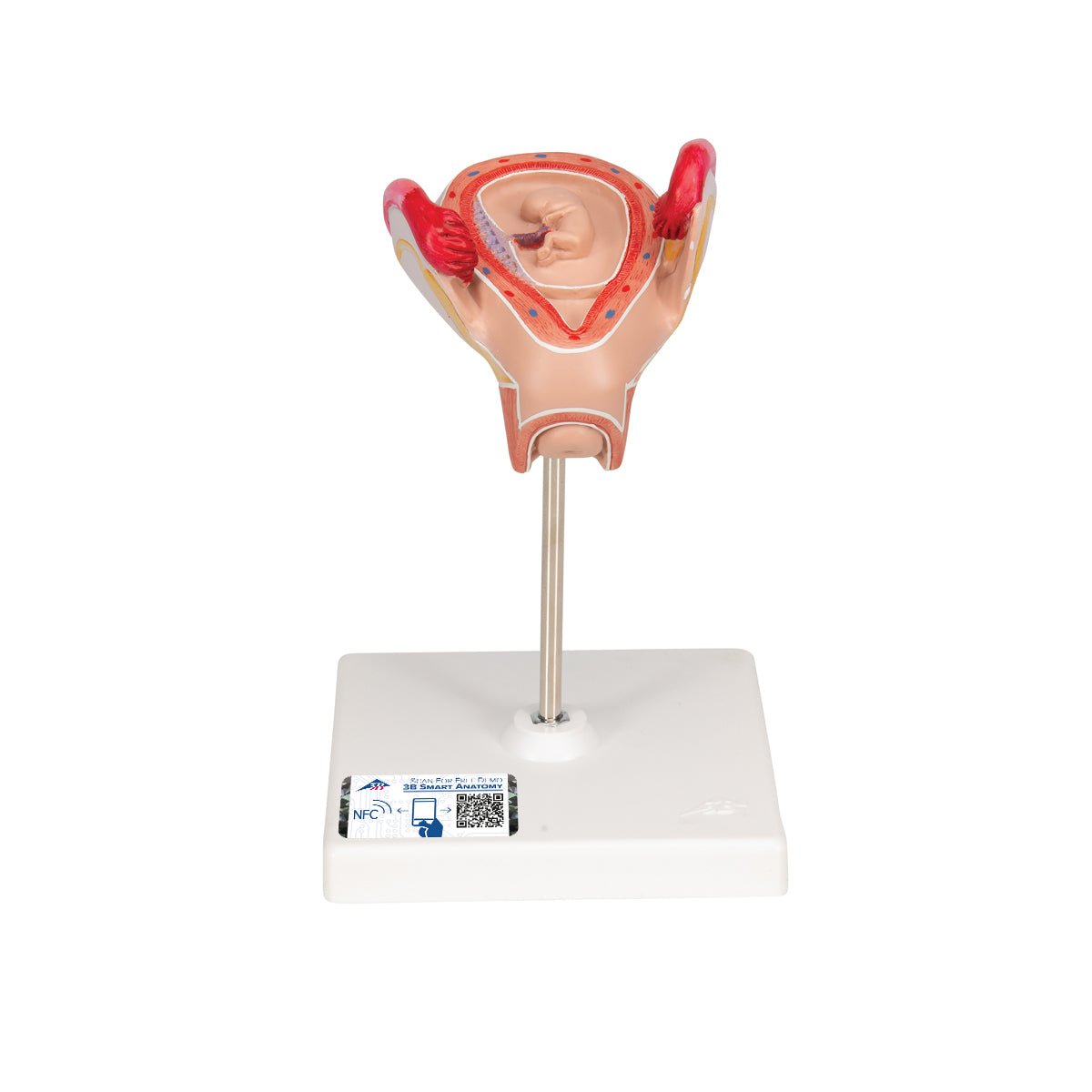 2-Month Human Embryo Model - High-Quality Educational & Medical Training Tool for Students, Doctors, and Researchers | Perfect for Anatomy Study, Classroom Demonstrations & Medical Research
