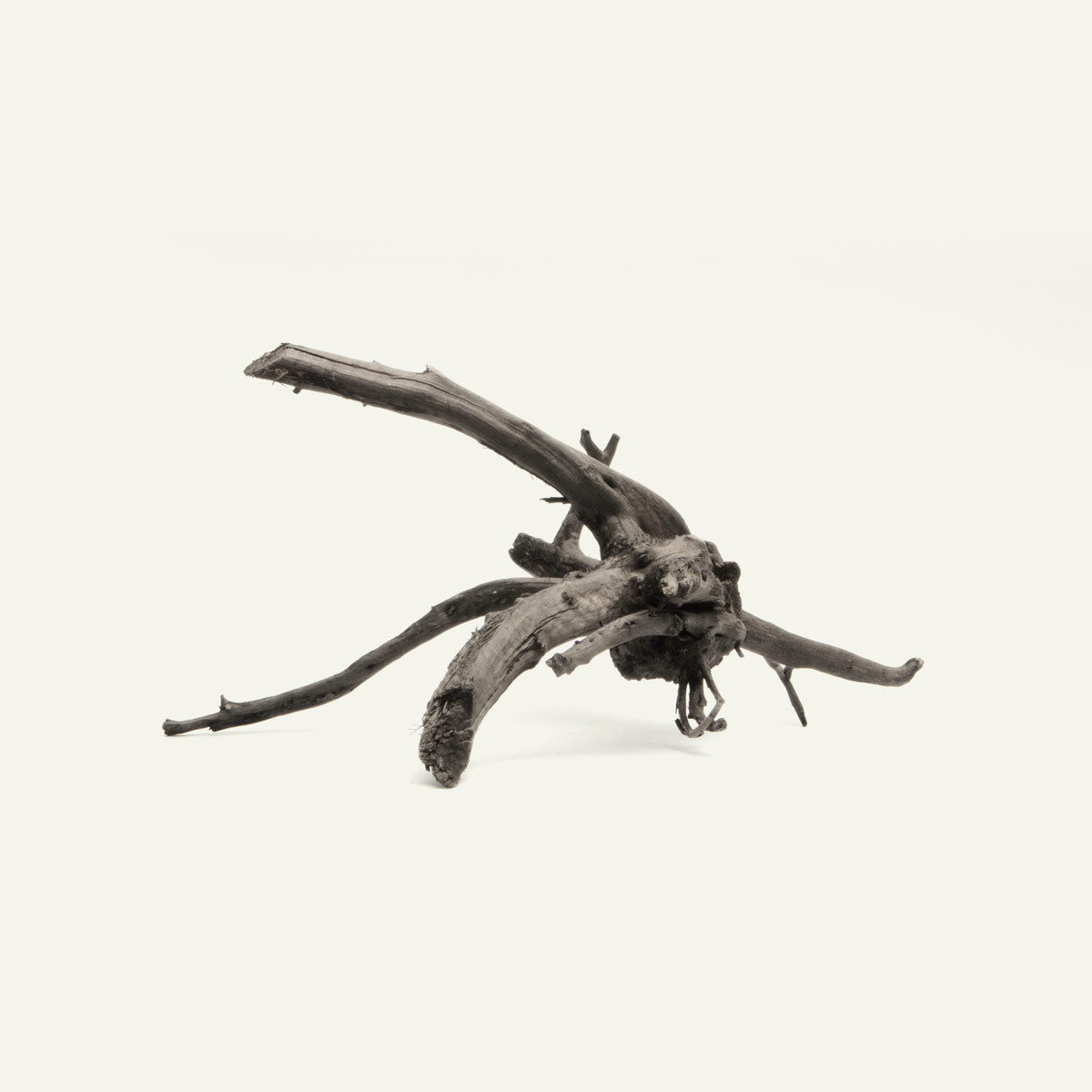Premium Black Forest Spider Wood for Aquariums & Terrariums - Natural Driftwood Decor for Fish Tanks, Reptile Habitats & Home Décor