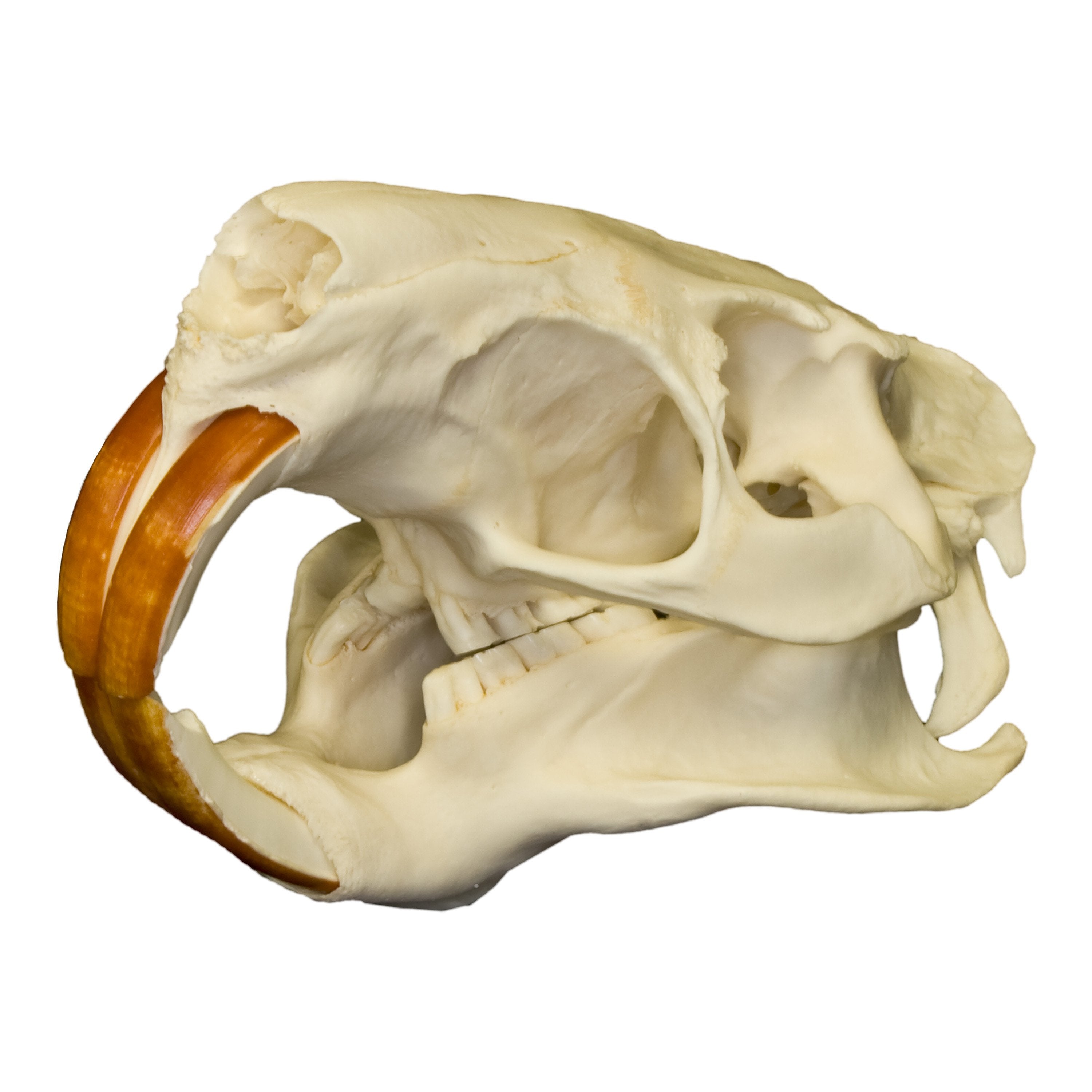 Authentic Nutria Skull - Genuine Animal Skull Specimen for Collectors, Taxidermy & Educational Use - Perfect for Oddity Cabinets, Science Classrooms & Gothic Decor