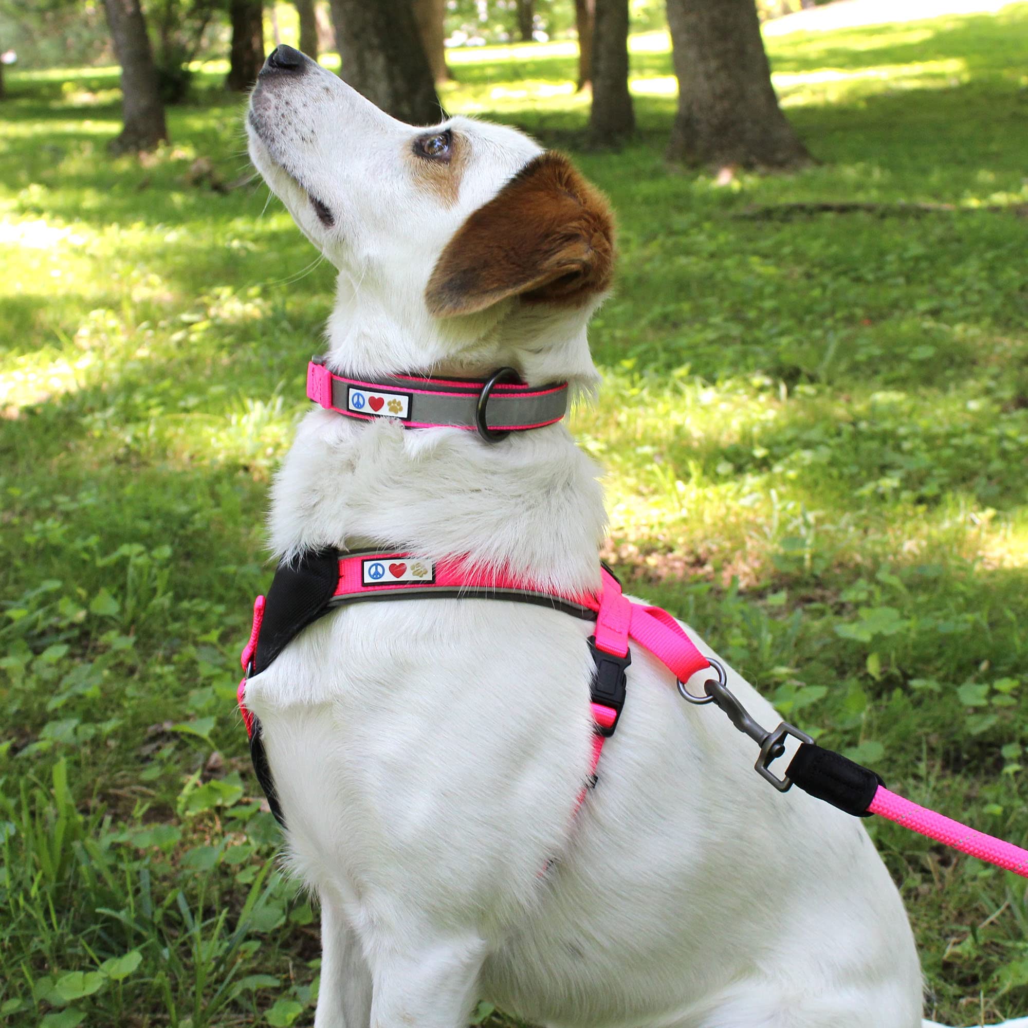Pawtitas Small Dog Harness and Collar Set with Leash - Orange Padded Value Bundle for Small Dogs | Perfect for Walking, Training, and Outdoor Adventures