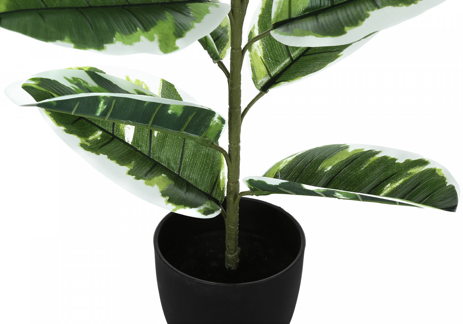 27 Inch Ficus Elastica Rubber Plant in 5 Inch Black Pot - Indoor Houseplant for Home, Office, and Living Room Decor