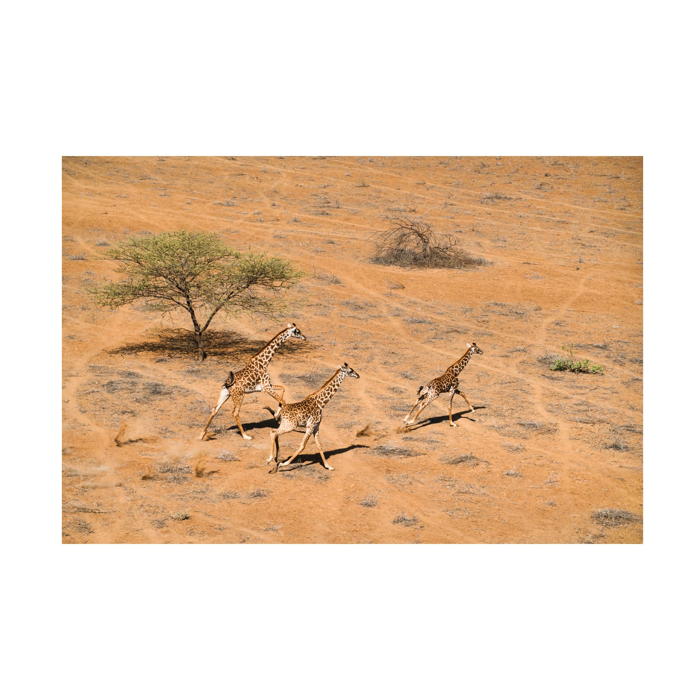 John Fan 'Family Paradise' Canvas Wall Art Print - Premium Trademark Fine Art for Home Decor, Living Room & Bedroom