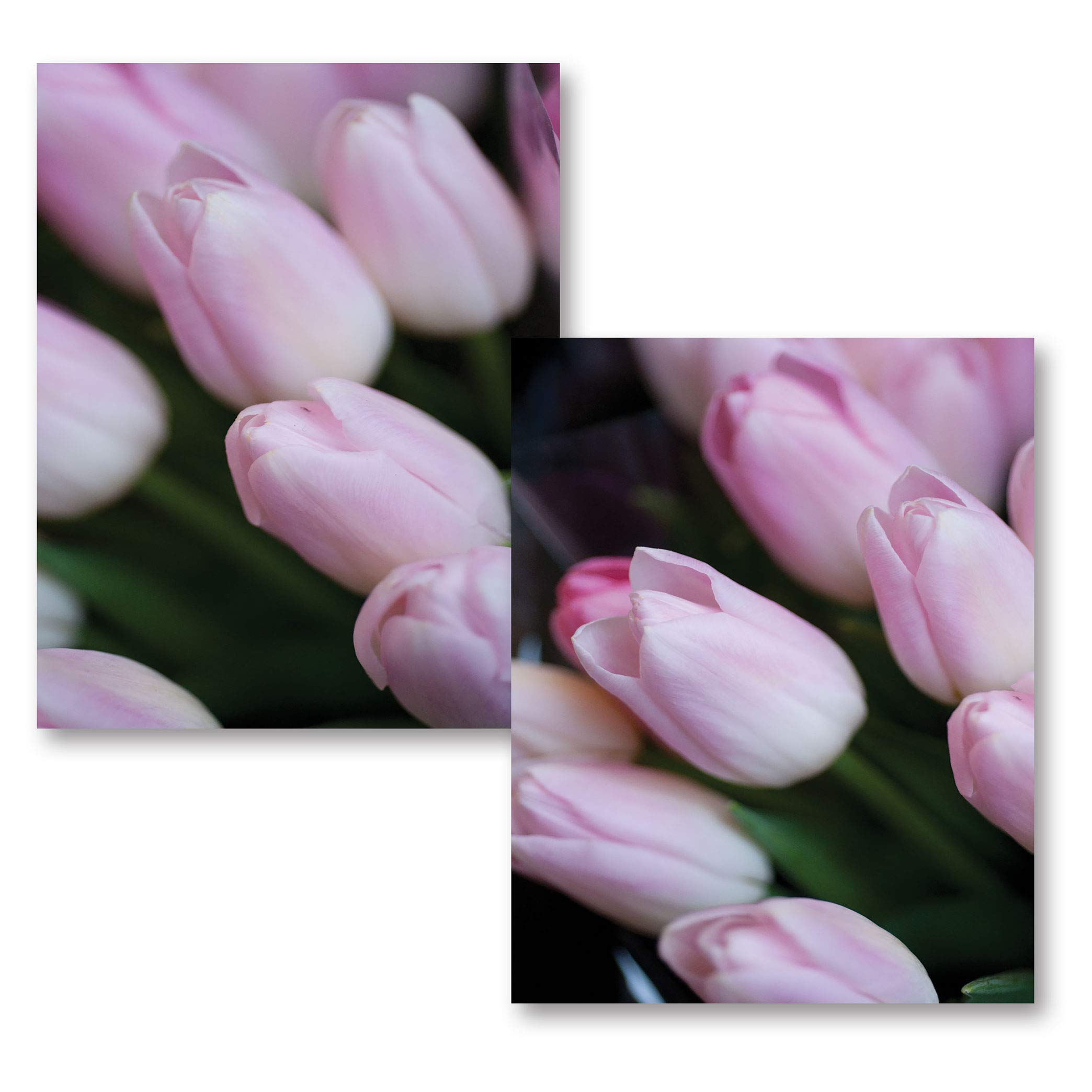Soft Pink Tulips Floral Wall Art - Set of 2 Pastel Pink Tulip Photograph Prints (11x14 Inches) for Home Decor, Living Room, Bedroom & Office