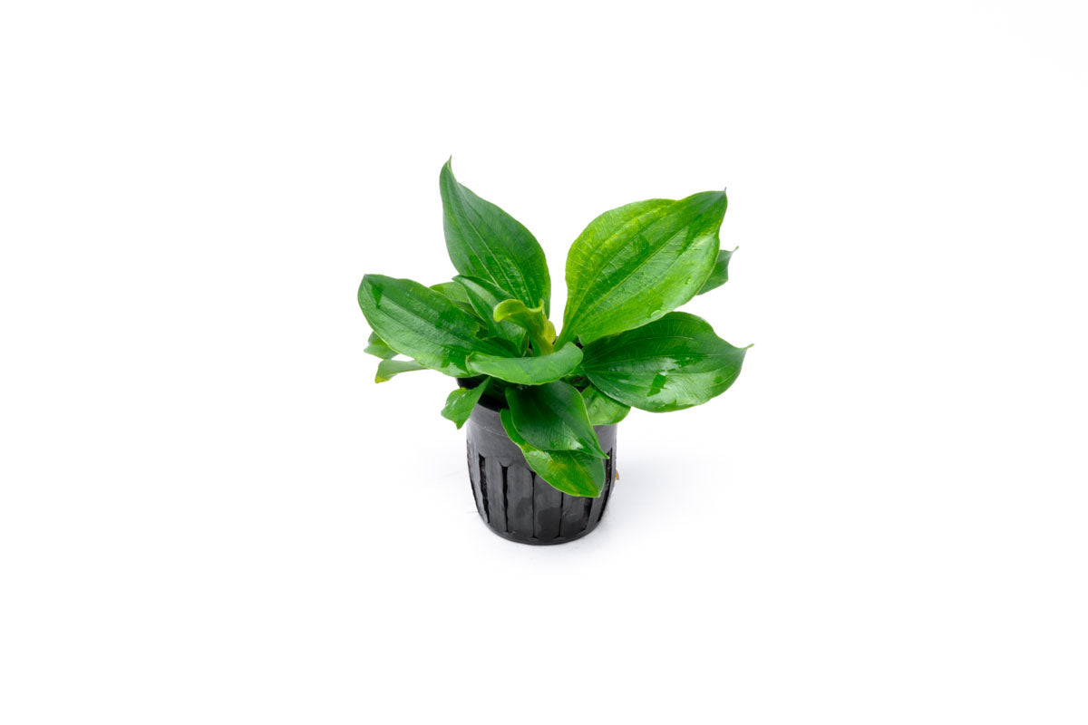 Echinodorus Gabrielii Live Aquarium Plant - Freshwater Aquatic Plant for Fish Tanks, Ponds & Aquascaping | Perfect for Beginners & Planted Aquariums