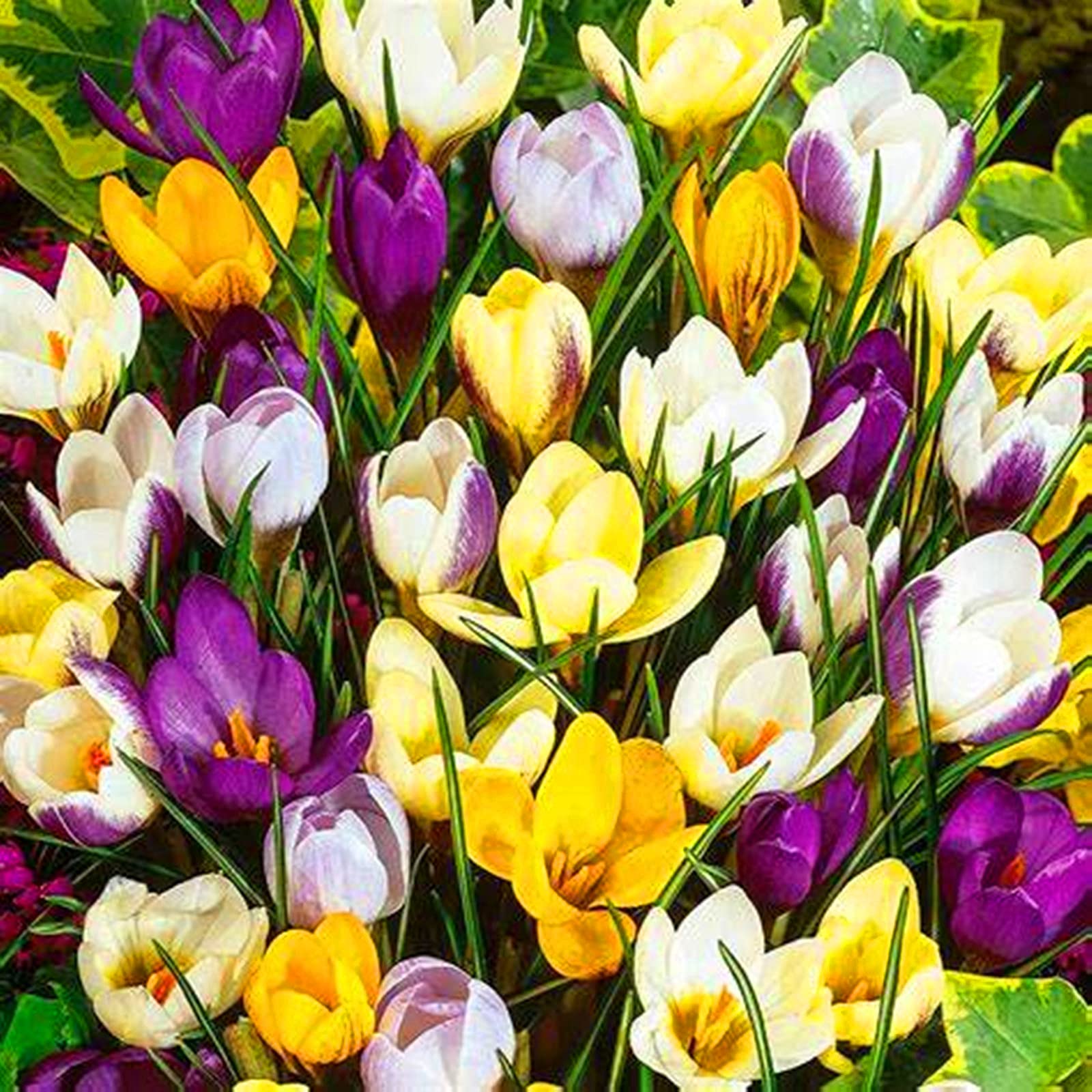 20 PCS Crocus Tubers - Easy to Grow Perennial Flower Bulbs for Garden Planting, Pots & Home Decor | Perfect for Spring Gardens, Landscaping & Indoor Flower Arrangements