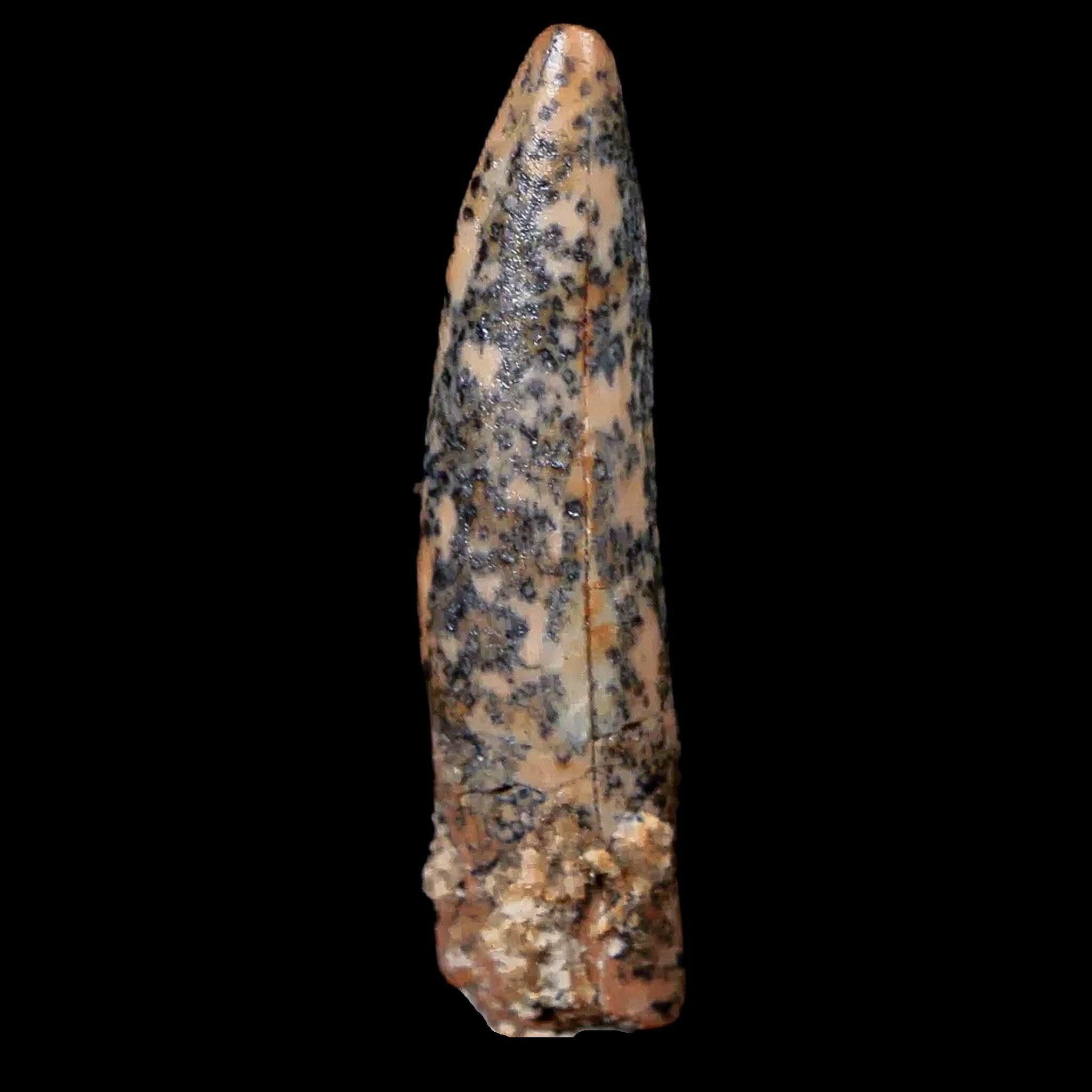 Authentic Pterosaur Coloborhynchus Fossil Tooth - Upper Cretaceous Era - Morocco Origin - Includes COA & Display Case - Perfect for Paleontology Collectors, Museum Displays & Educational Use