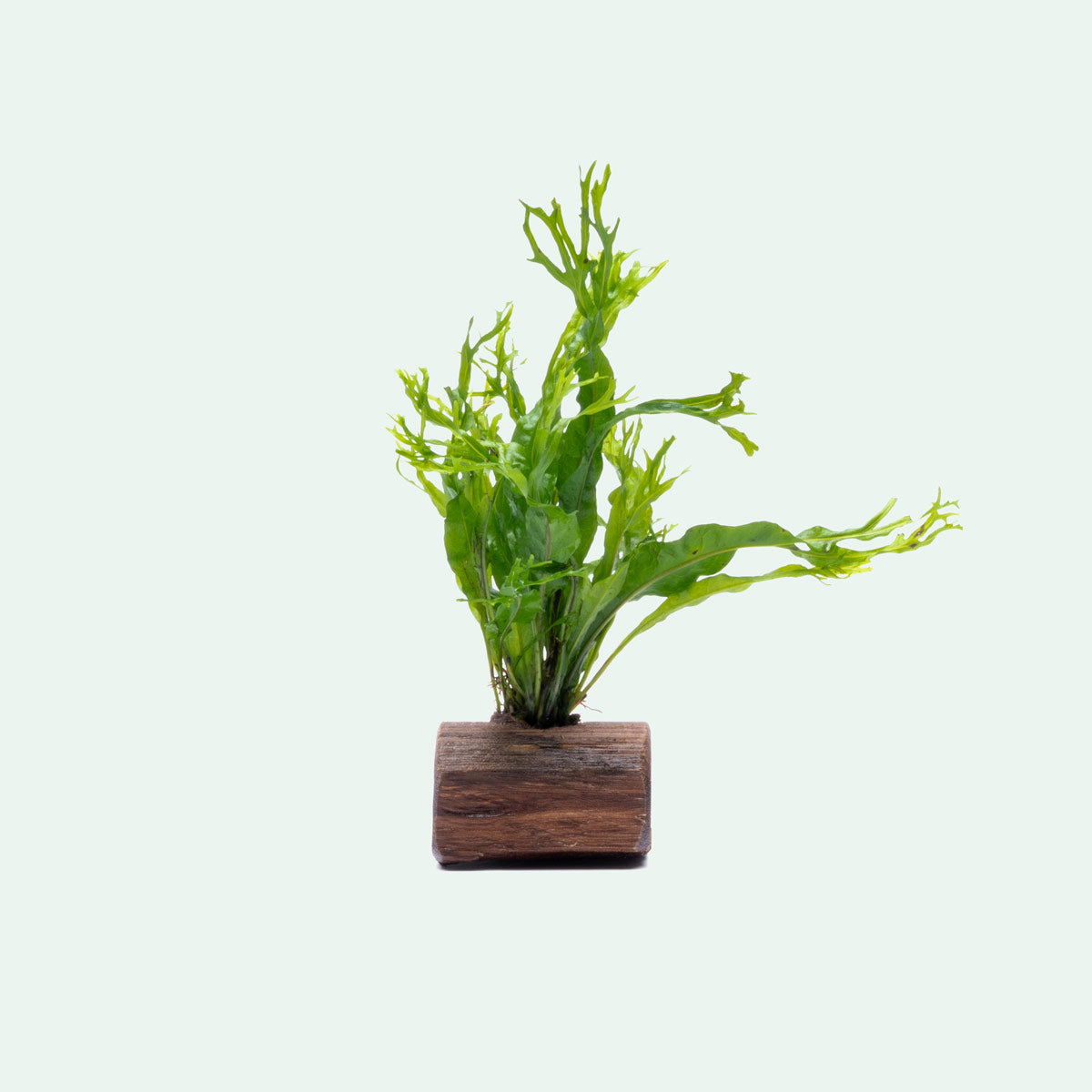 Microsorum Pteropus Windelov Java Fern on Driftwood - Perfect for Aquascaping & Tropical Fish Tanks
