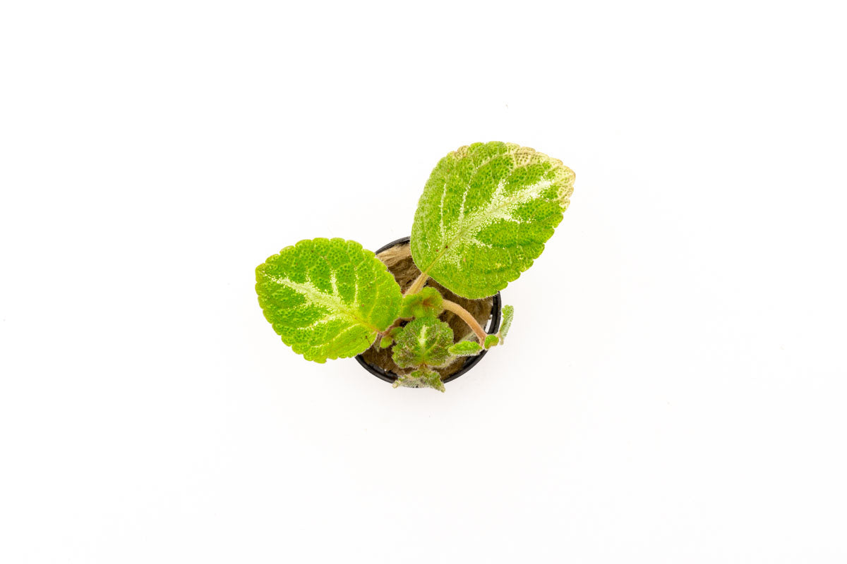 Episcia Lil Lemon - Rare Lemon Lime Variegated Houseplant for Indoor Gardens | Perfect for Home Decor, Terrariums & Office Spaces