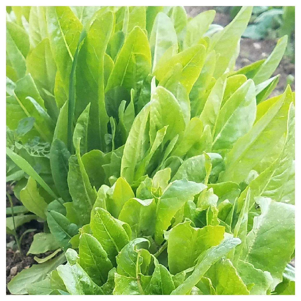 Organic Amish Deer Tongue Leaf Lettuce Seeds - 1 Lb Bulk Pack - Non-GMO Heirloom Seeds for Home Garden & Salad Greens | Everwilde Farms Gold Vault Packaging | Perfect for Hydroponics, Container Gardening & Fresh Salads