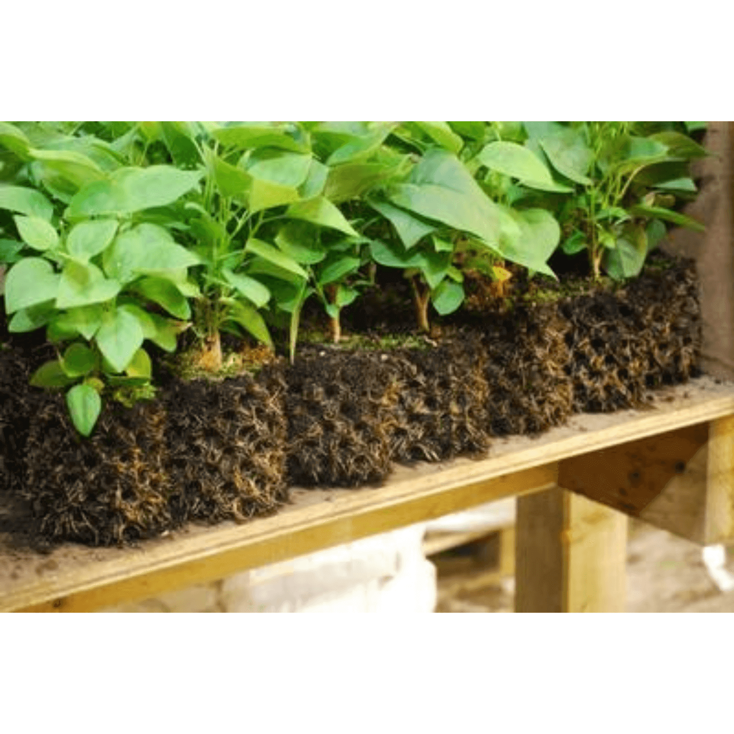 2.4 Gallon Air Pruning Pots (Case of 12) - Premium Plant Grow Bags for Healthy Roots | Ideal for Indoor Gardening, Hydroponics & Outdoor Planting