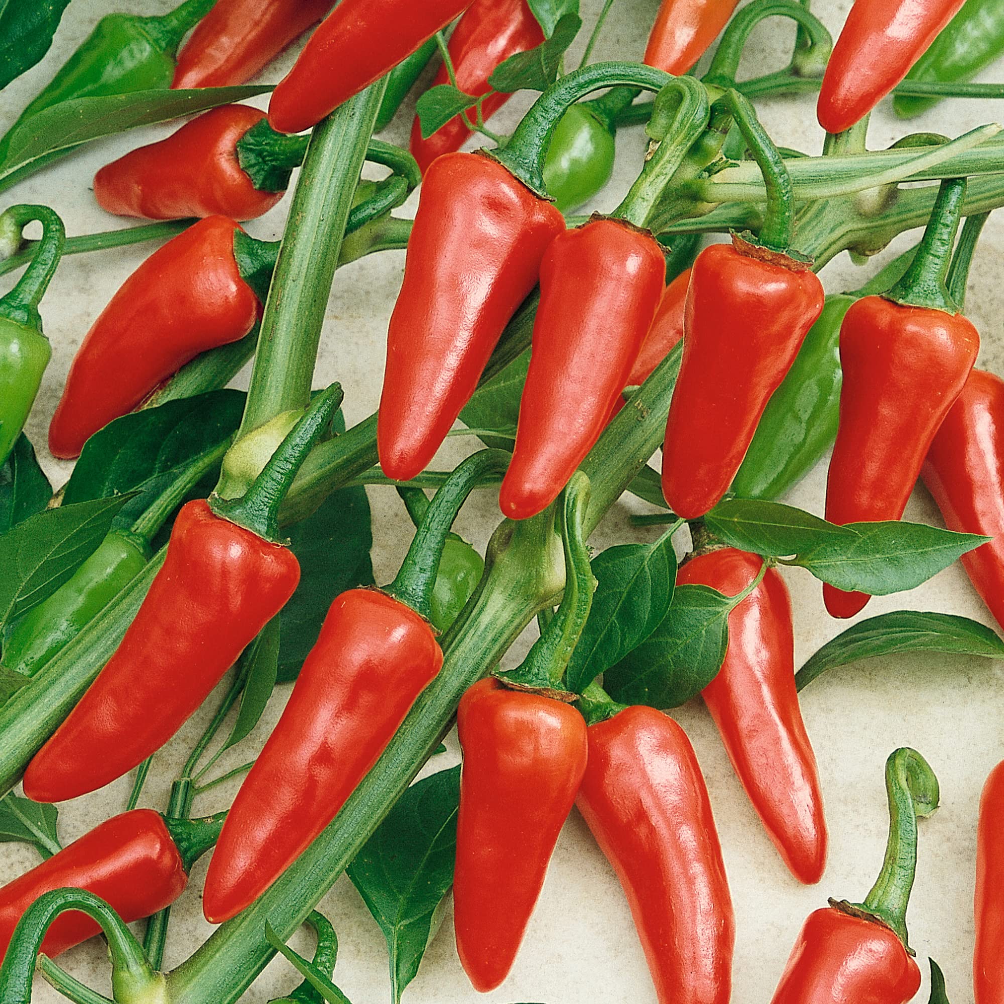 Rio Grande Hot Pepper Seeds - 4 Oz (~20,000 Seeds) - Non-GMO Heirloom Vegetable Garden Seeds (Capsicum annuum) - Perfect for Salsa, Hot Sauce & Spicy Cooking