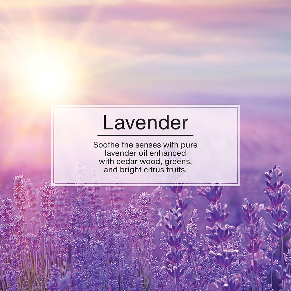 Little Trees Air Fresheners - 24 Pack Lavender Scented Car Air Fresheners | Long Lasting Fragrance for Auto, Home & Office | Hanging Tree Design for Fresh Air in Vehicles, Closets & Small Spaces