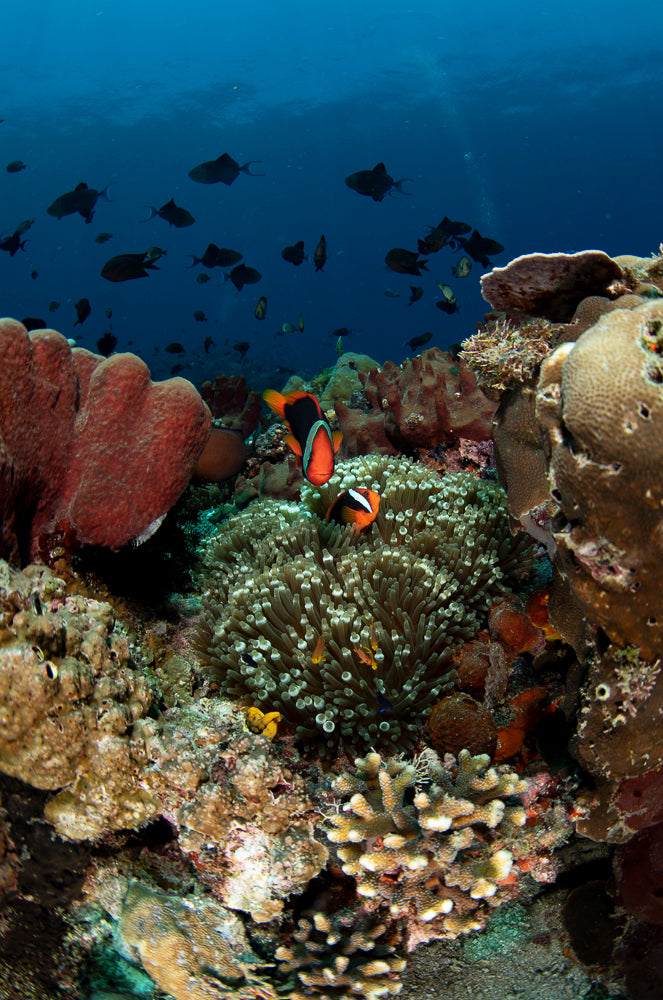 Anilao Underwater Photography & Videography Workshop - May 4-11, 2025 | Professional Marine Photography Course for Beginners & Advanced Divers | Capture Stunning Coral Reefs & Tropical Fish