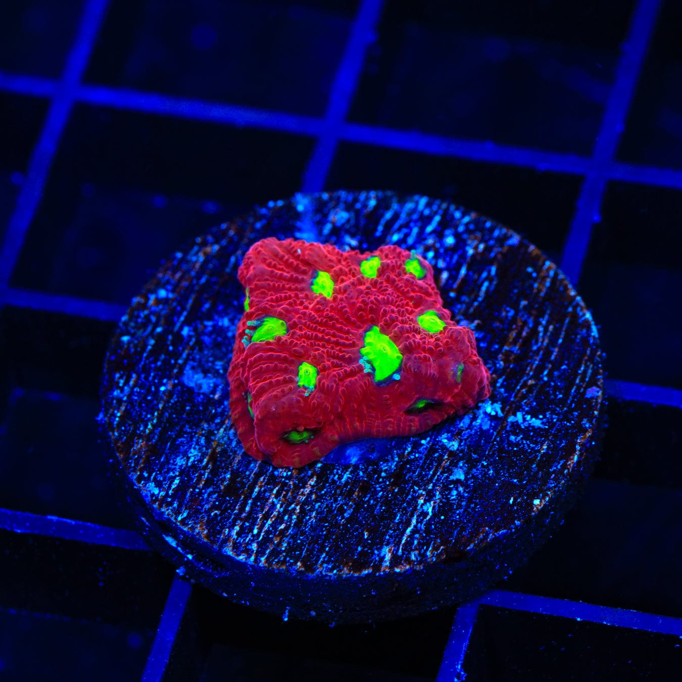CB Bloodbath Favia Coral - Premium Saltwater Aquarium Coral for Reef Tanks | Vibrant Color Marine Coral for Home & Office Aquascaping