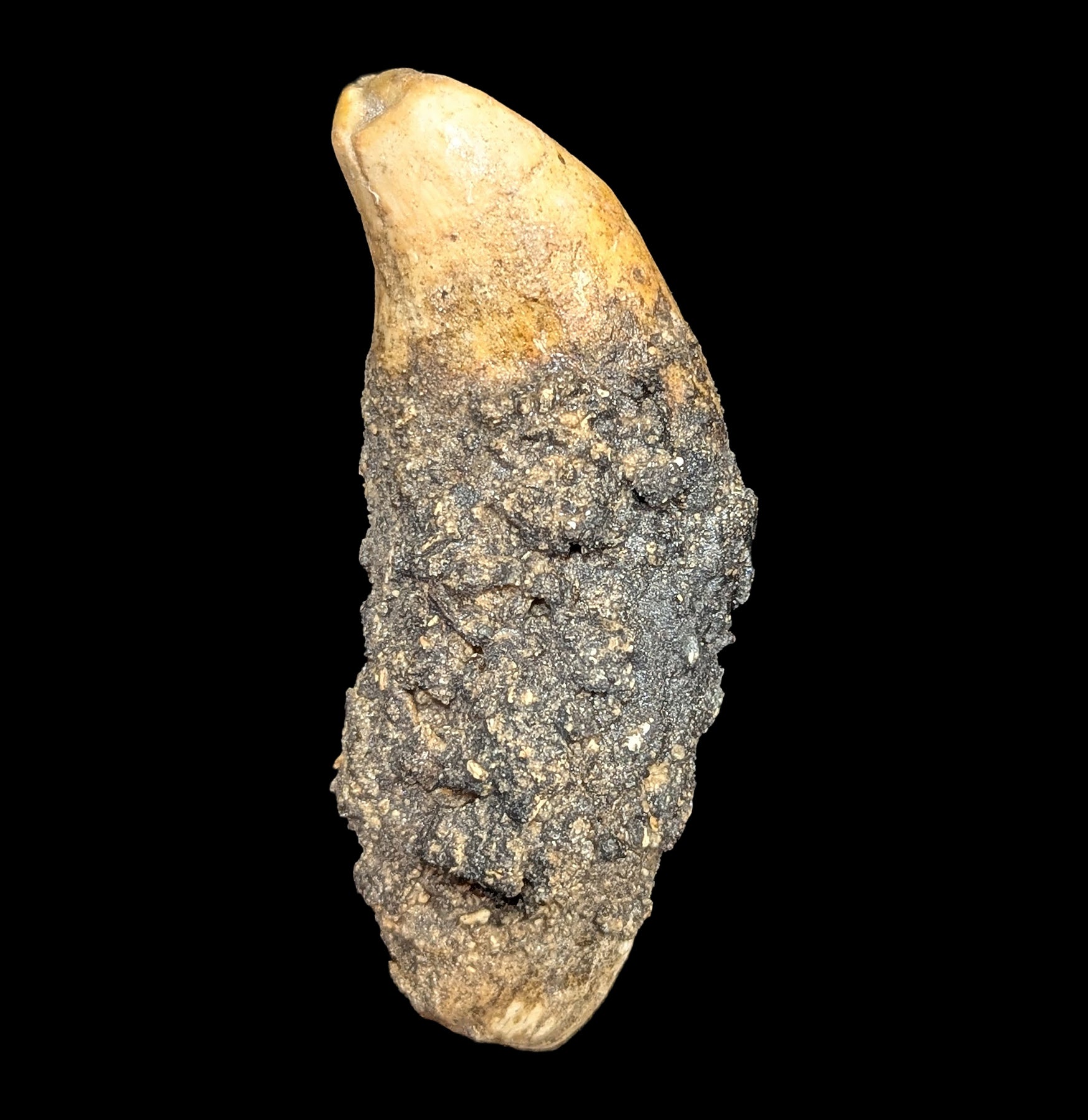 Authentic Fossil Cave Bear Canine Specimen - Genuine Ice Age Collectible for Paleontology Enthusiasts - Perfect for Display, Education, and Museum-Quality Collections