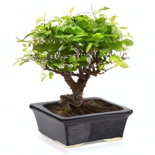 Glazed Ceramic Bonsai Pot - Premium Black Rectangular Planter for Succulents, Small Plants & Indoor/Outdoor Gardens - Ideal for Home Decor, Office Desk & Zen Garden Arrangements