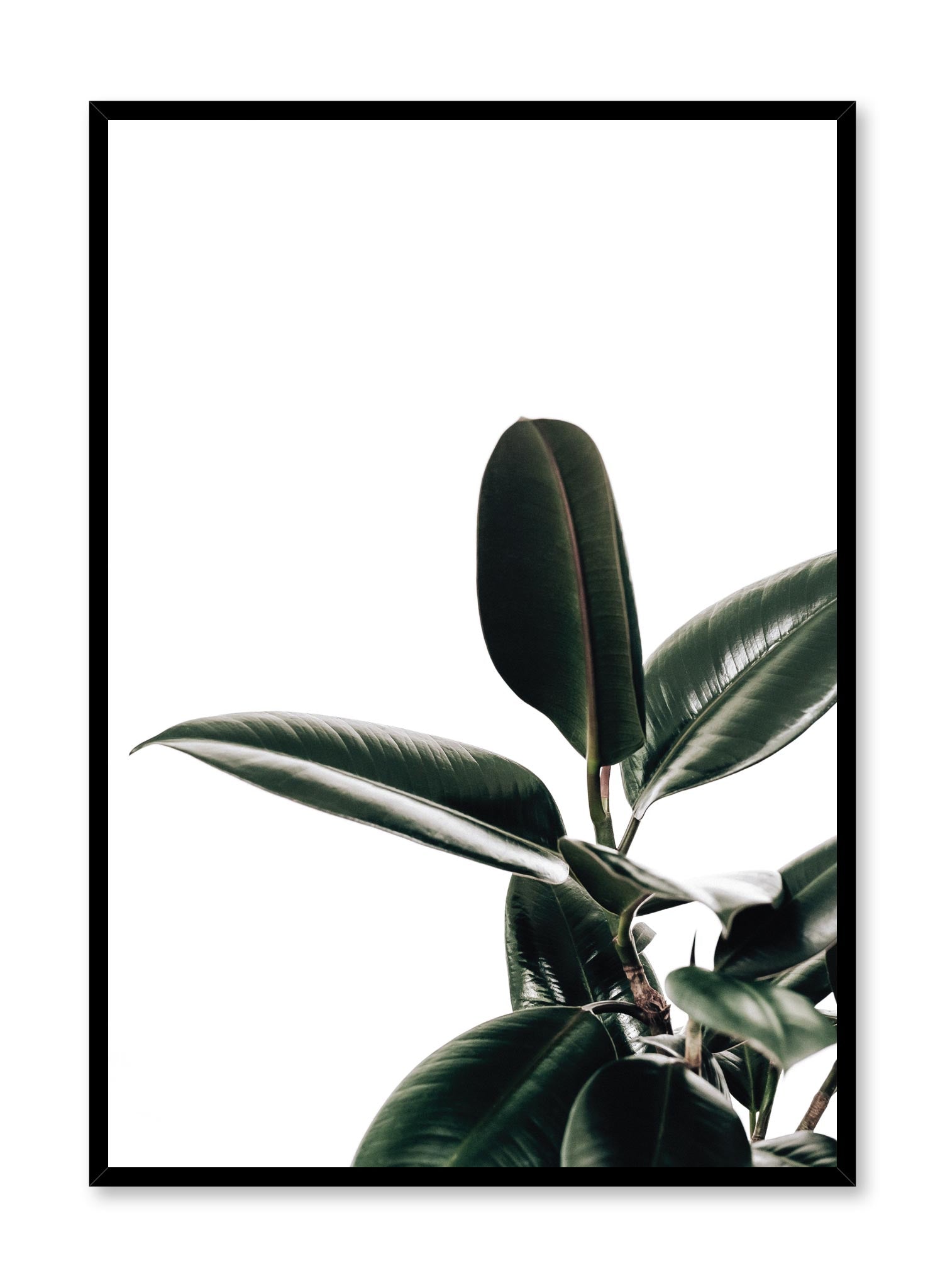 Rubber Tree Plant - Ficus Elastica Indoor Houseplant for Home & Office Decor - Perfect for Living Room, Bedroom, or Workspace