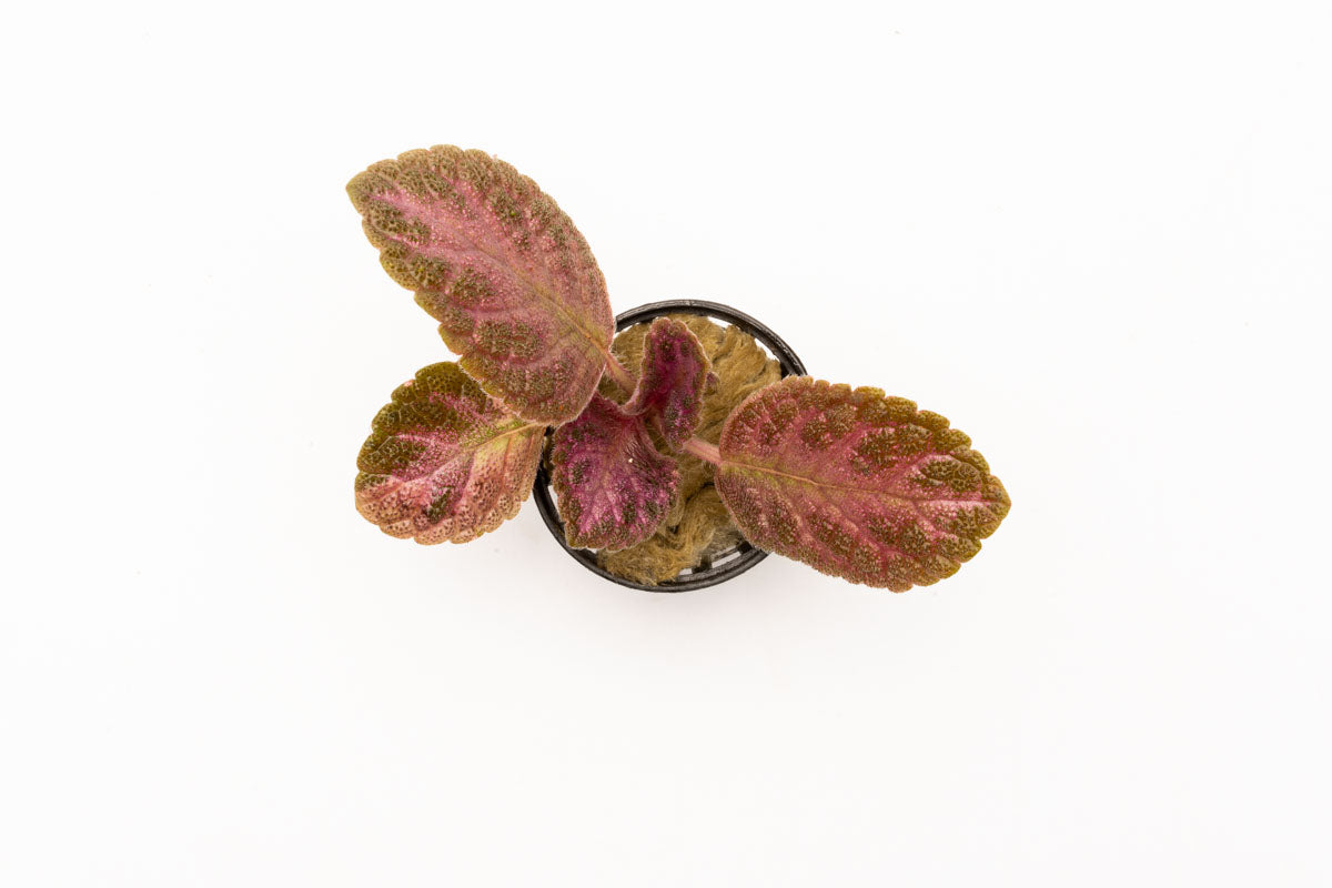 Episcia Cupreata - Stunning Copper Leaf Houseplant for Home & Office Decor | Perfect for Indoor Gardens, Terrariums & Gift Ideas