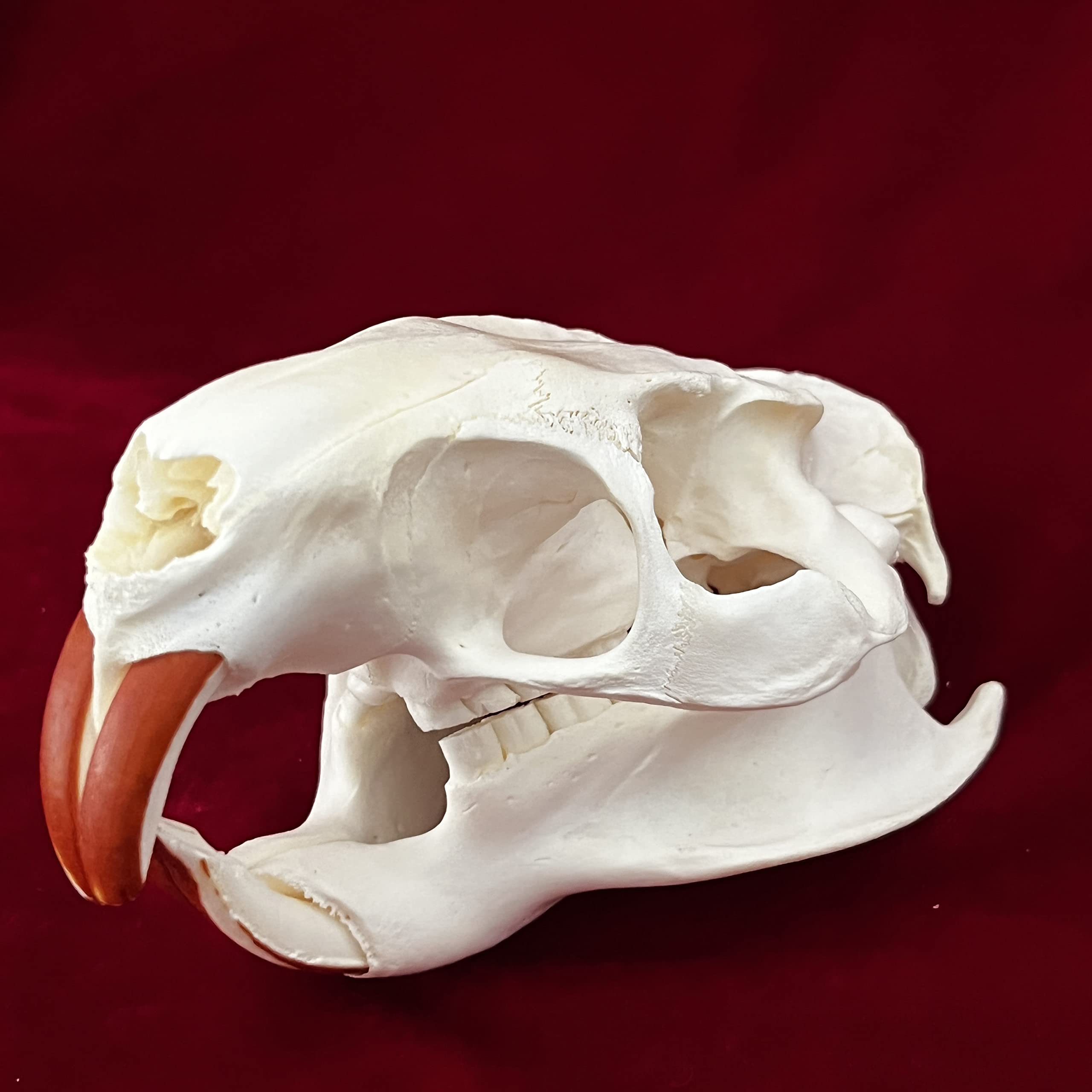7PCS Real Animal Skull Specimens - Cat, Muskrat, Nutria, Mink, Fox, Raccoon & Turtle - Taxidermy Skull Decor for Home, Study Collection & Unique Gifts | Perfect for Gothic Decor, Biology Education & Oddity Collectors