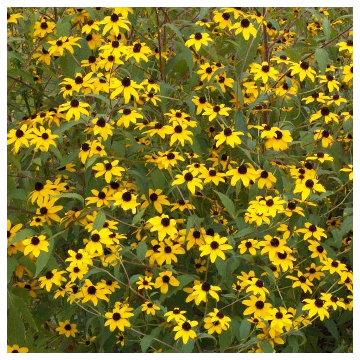 Everwilde Farms - 1 Oz Brown-Eyed Susan Native Wildflower Seeds - Gold Vault Packaging - Non-GMO Pollinator-Friendly Flowers for Gardens, Landscaping & Wildlife Habitats