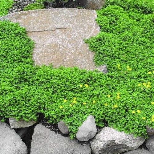 Rupturewort Green Carpet Ground Cover Seeds (Herniaria Glabra) - 200+ Premium Seeds for Lawn Alternative, Rock Gardens & Erosion Control - Fast Growing Drought-Tolerant Perennial Plant