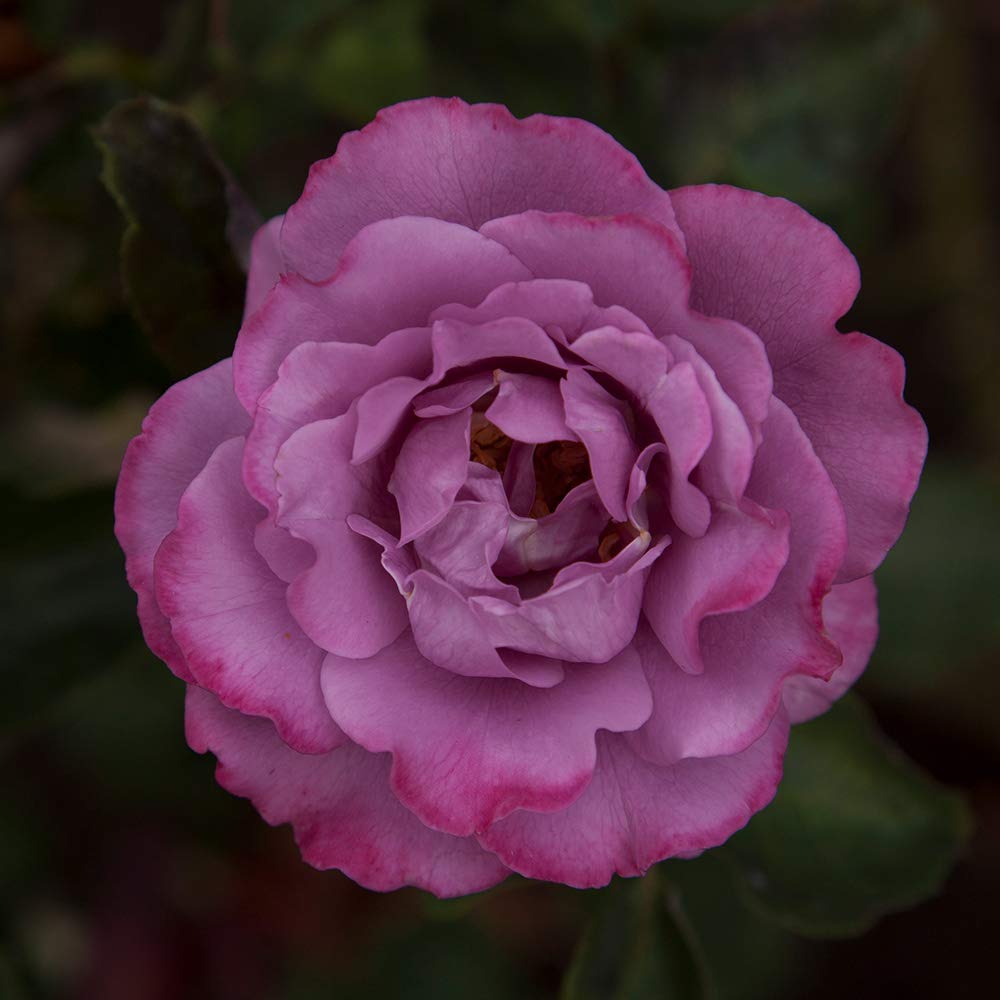 Heirloom Roses - Angel Face Purple Floribunda Rose Bush, Live Outdoor Rose Plant for Garden, Landscaping & Home Decor