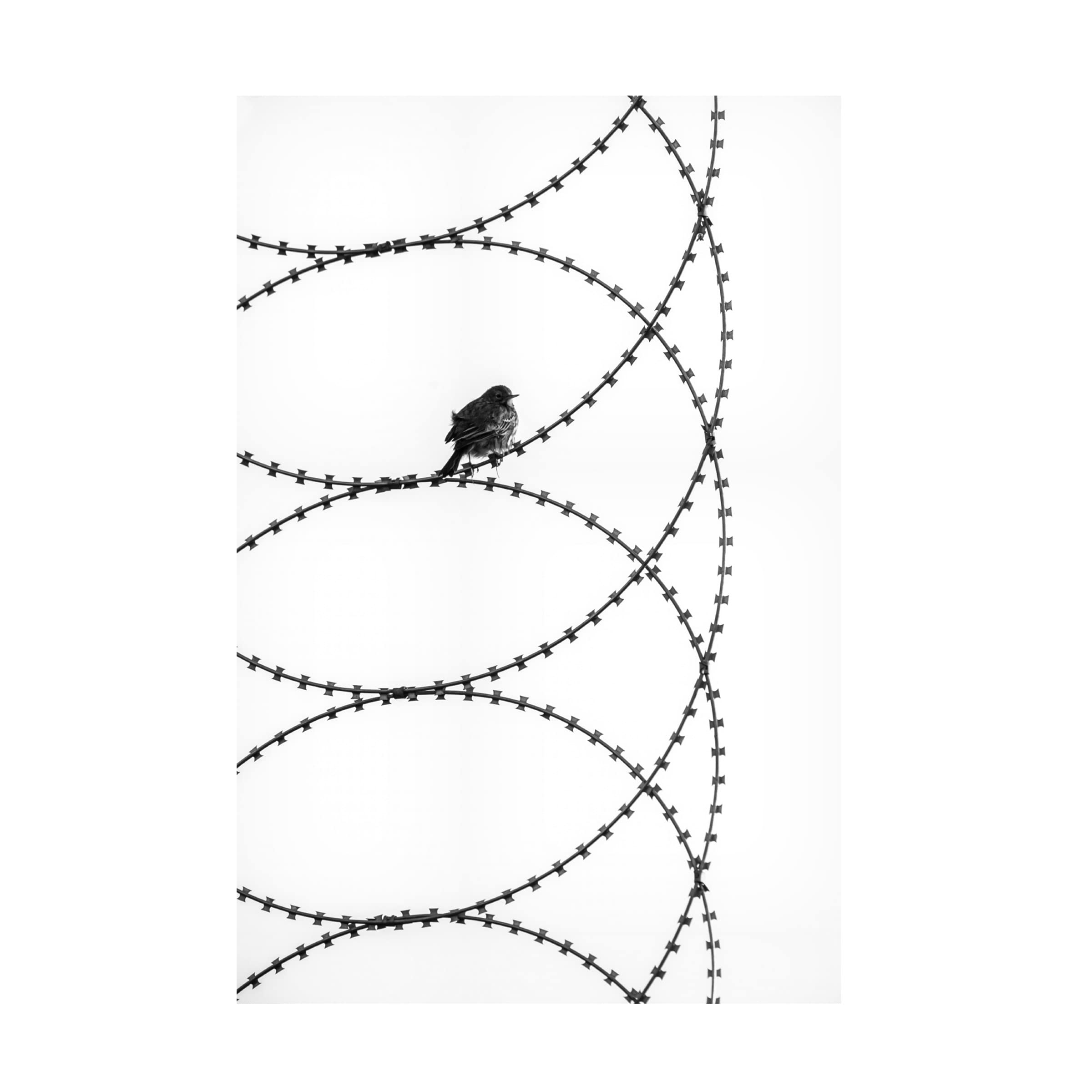 Trademark Fine Art 'Transformation' Canvas Art by Ibrahim Canakci - Stunning Wall Decor for Living Room, Bedroom & Office
