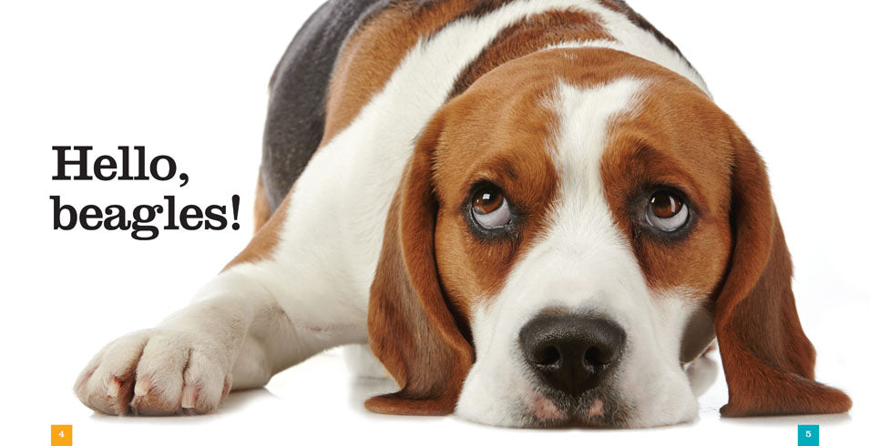 Beagles Book - ISBN 9781608186617 | Dog Training, Pet Care & Breed Guide for Beagle Lovers | Perfect for Gifts & Dog Owners