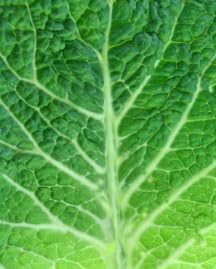 Lettuce