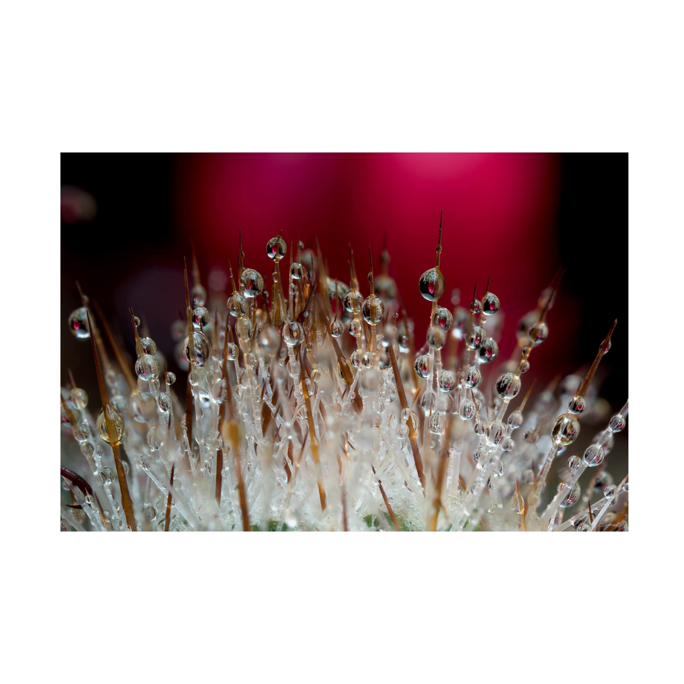 Gordon Semmens 'Cactus Flowers 07' Canvas Wall Art Print - 16x24 Inches - Modern Desert Botanical Decor for Living Room, Bedroom & Office