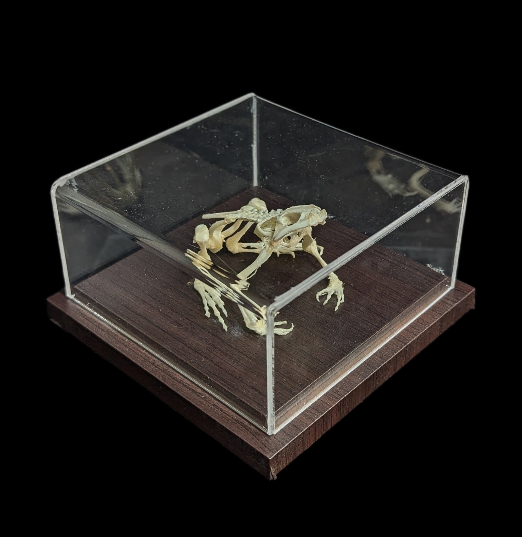 Articulated Toad Skeleton - Realistic Animal Anatomy Model for Science Education & Halloween Decor | Perfect for Biology Classrooms, Halloween Props & Gothic Home Decor