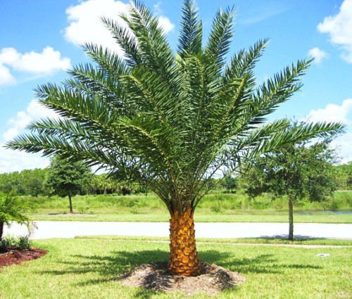 Phoenix sylvestris Silver Date Palm - Exotic Rare Palm Tree Seeds (50 Seeds) for Landscaping, Garden Decor, and Tropical Plant Collections