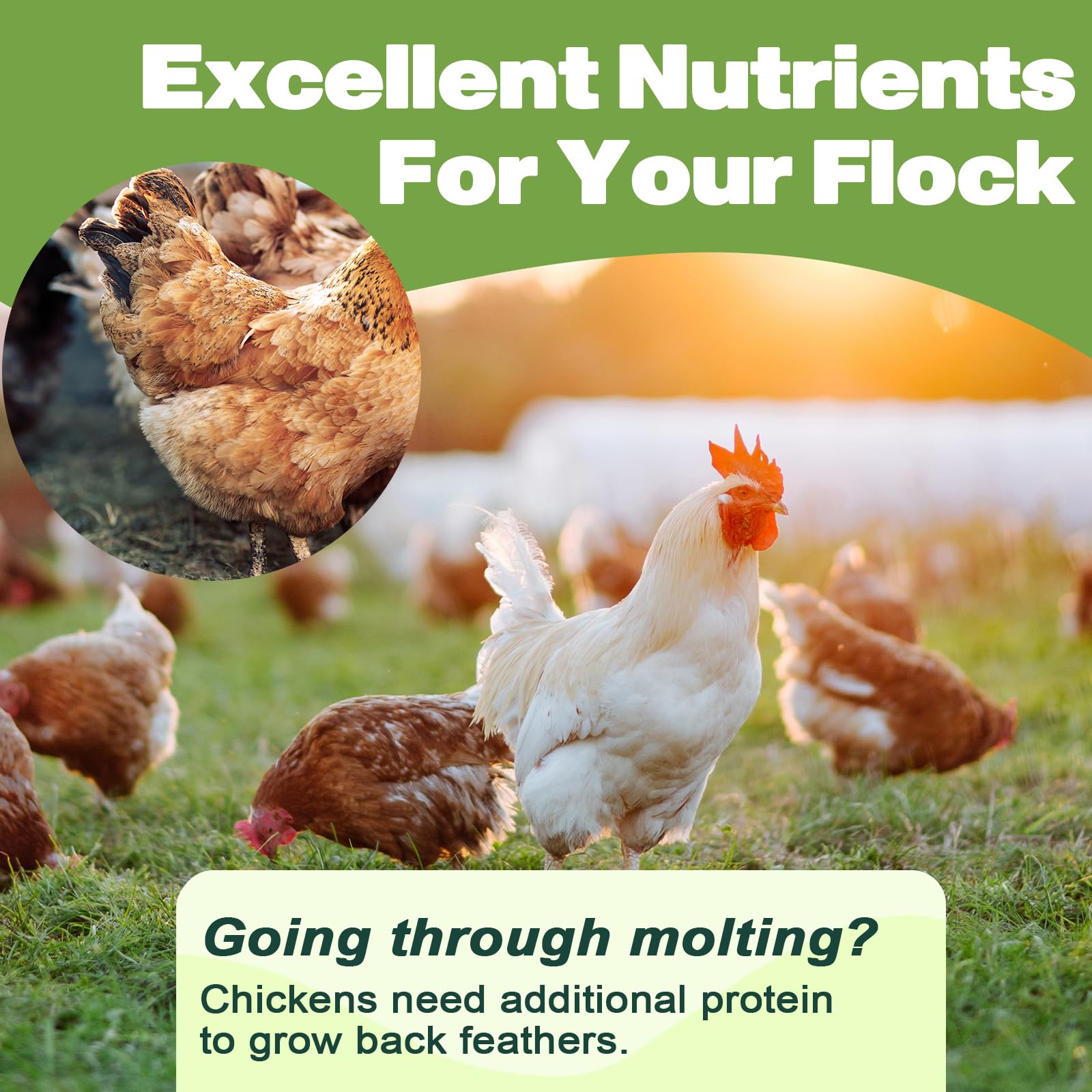 Premium Dried Mealworms - 5 LBS Bulk - 100% Natural Non-GMO High Protein Insect Food for Wild Birds, Chickens, Reptiles & Small Pets - Perfect for Bird Feeders, Chicken Treats & Reptile Nutrition