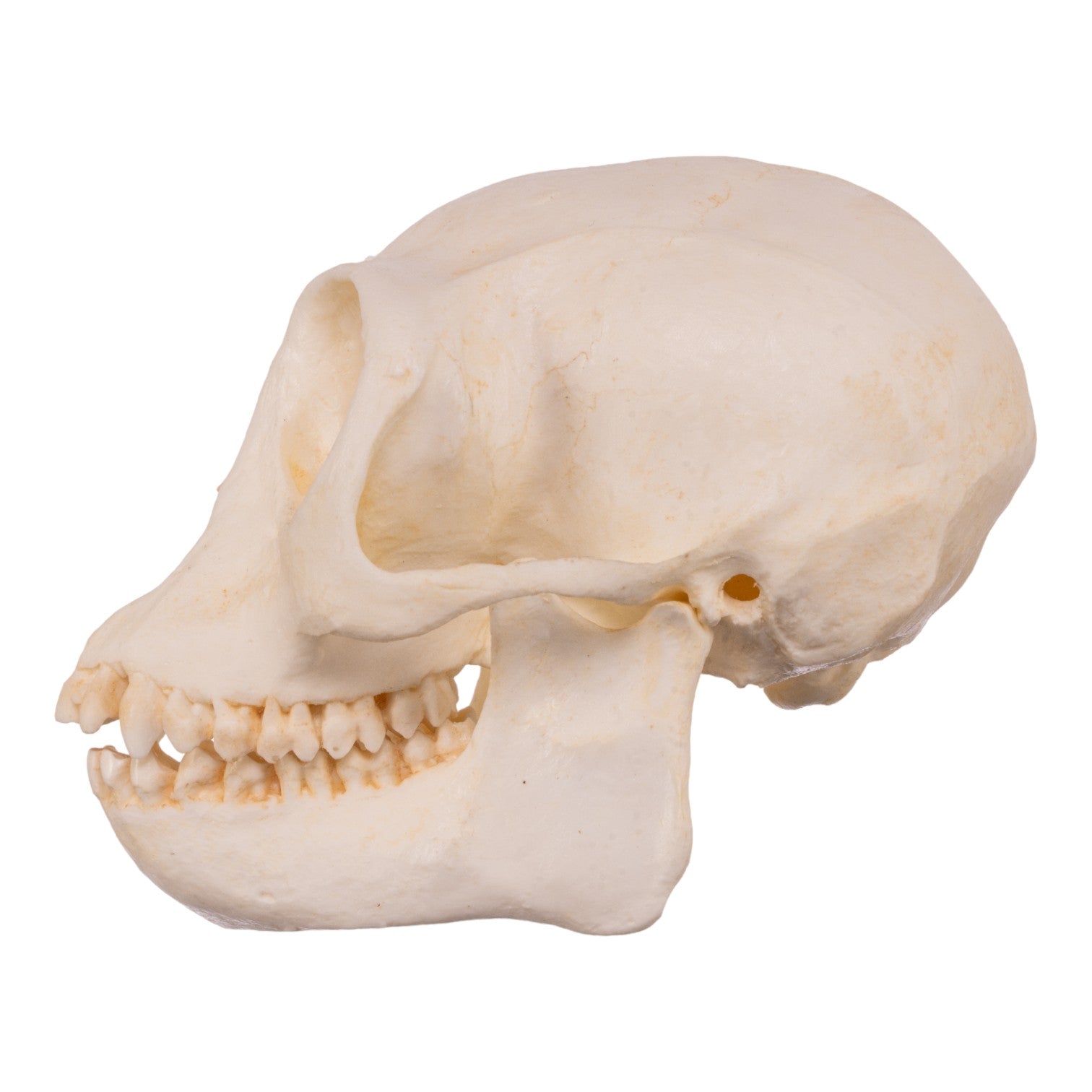 Authentic Replica Douc Langur Skull - Lifelike Primate Skull Model for Science Education & Home Decor | Perfect for Biology Classrooms, Museum Displays & Gothic Collections